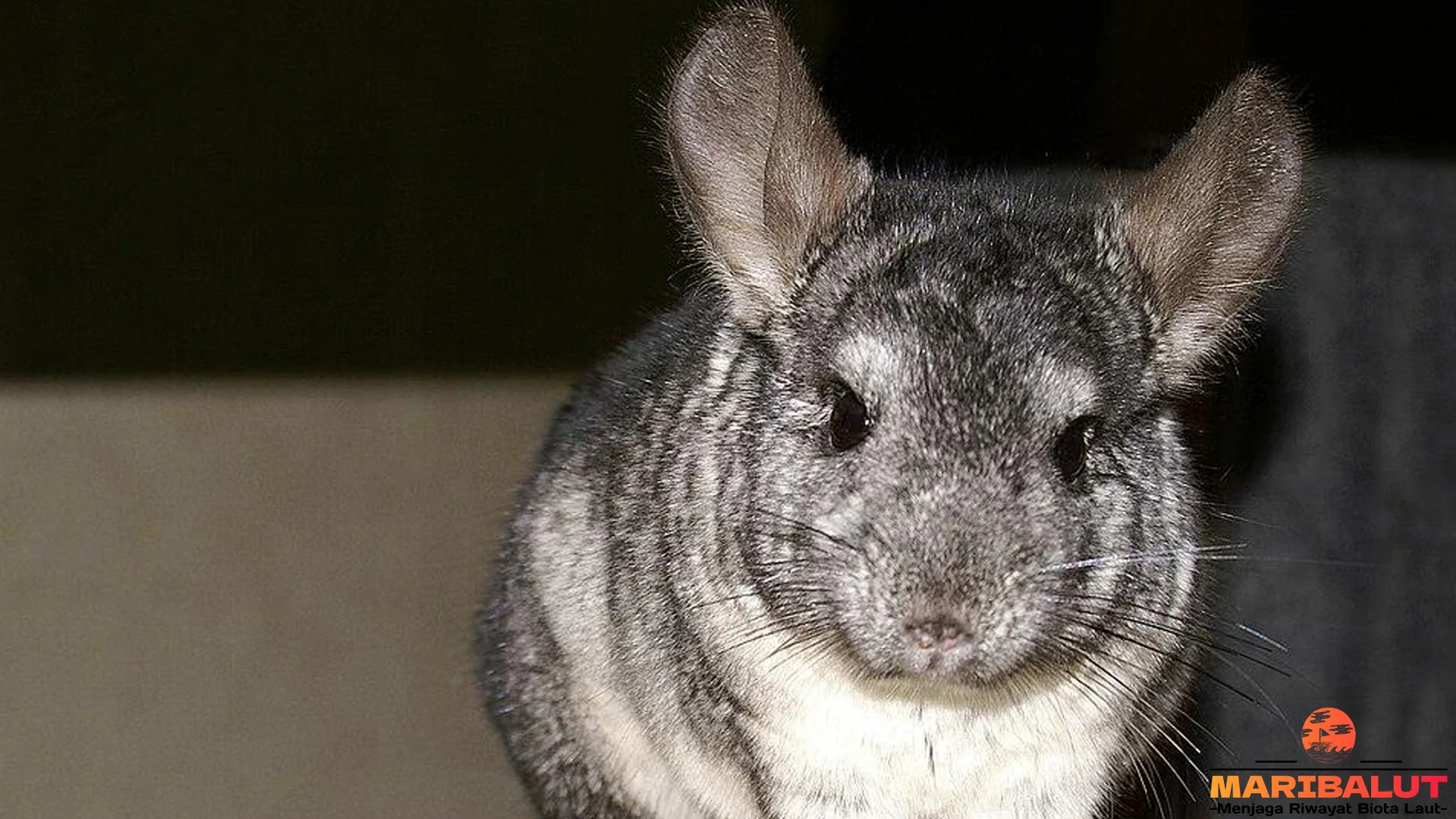 Cincila: 4 Kebiasaan Aneh yang Membuatnya Begitu Menarik