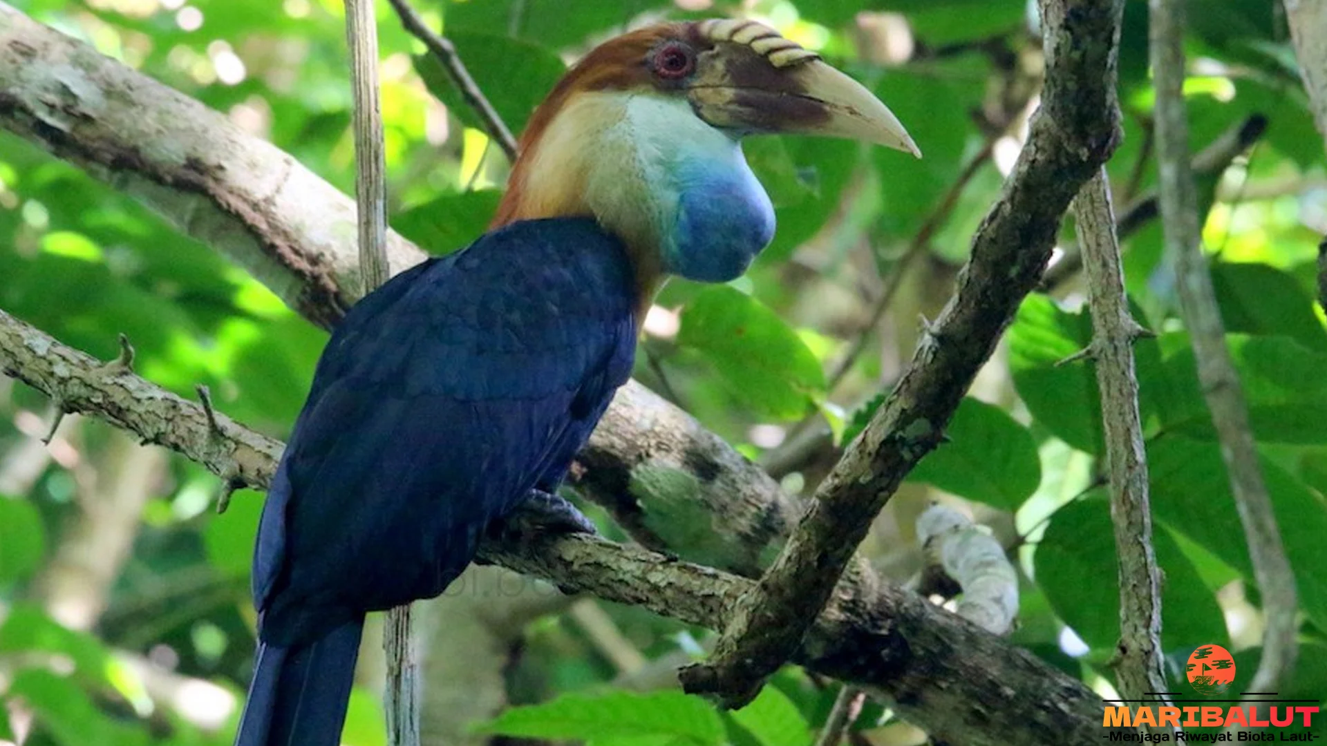 Julang Sumba : 5 Cara Burung Ini Bertahan Hidup di Alam Liar 1 Julang Sumba : 5 Cara Burung Ini Bertahan Hidup di Alam Liar