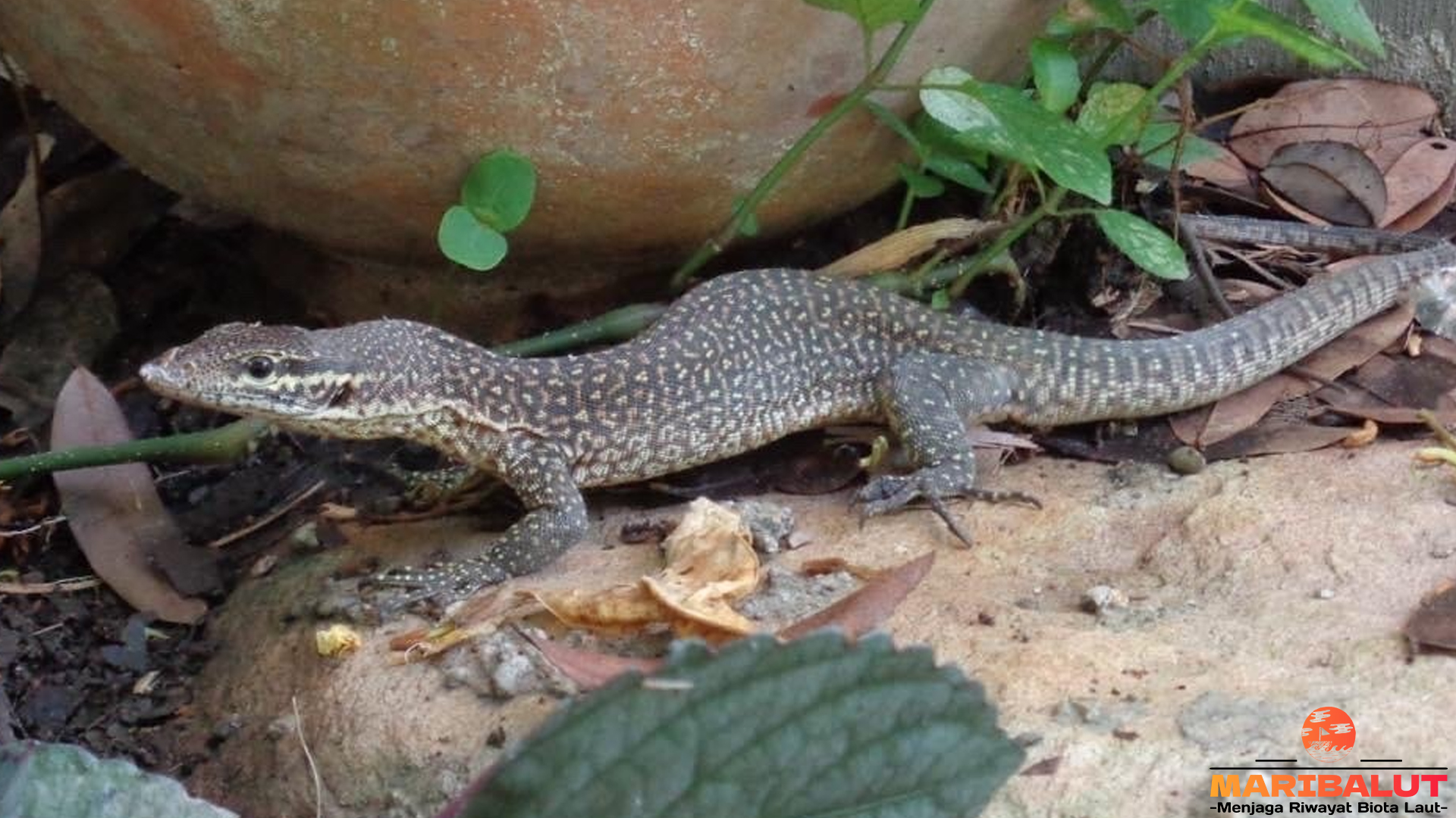 Habitat dan Kehidupan Biawak Timor: 4 Fakta Menarik di Alam Liar