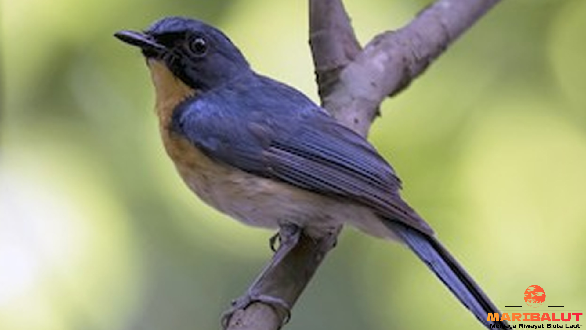 Burung Sikatan Bakau dengan 5 Keajaiban di Balik Bulu Kecilnya