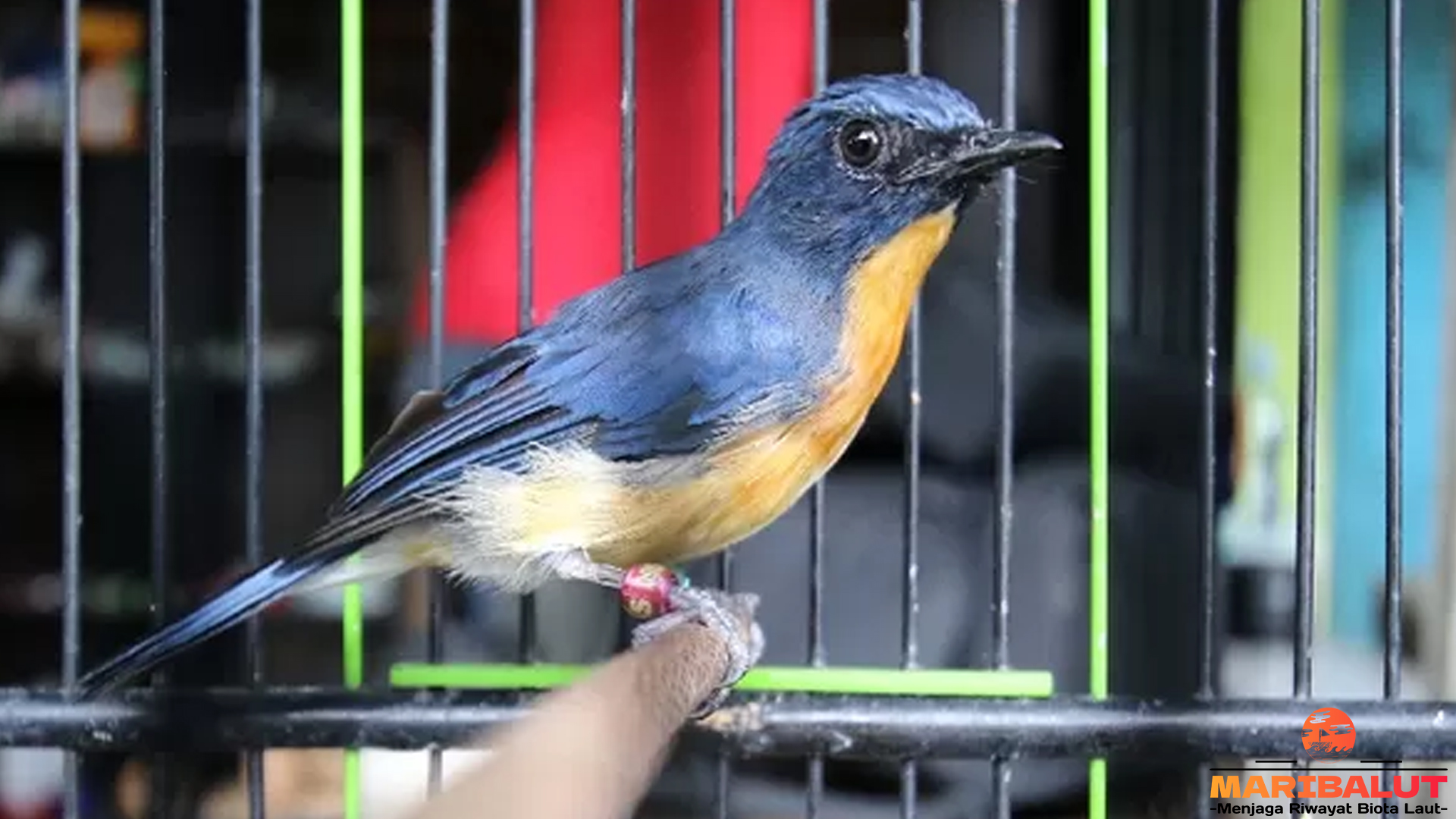 Burung Sikatan Bakau dengan 5 Keajaiban di Balik Bulu Kecilnya