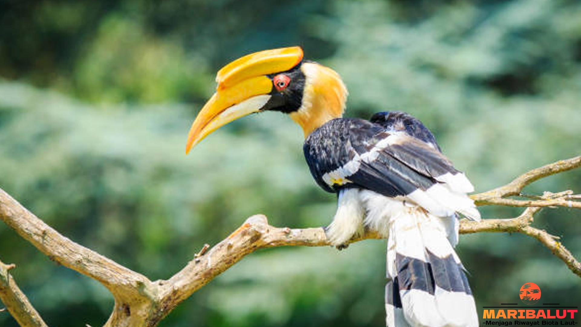 Mengintip 5 Momen Langka Kehidupan Burung Rangkong Papan