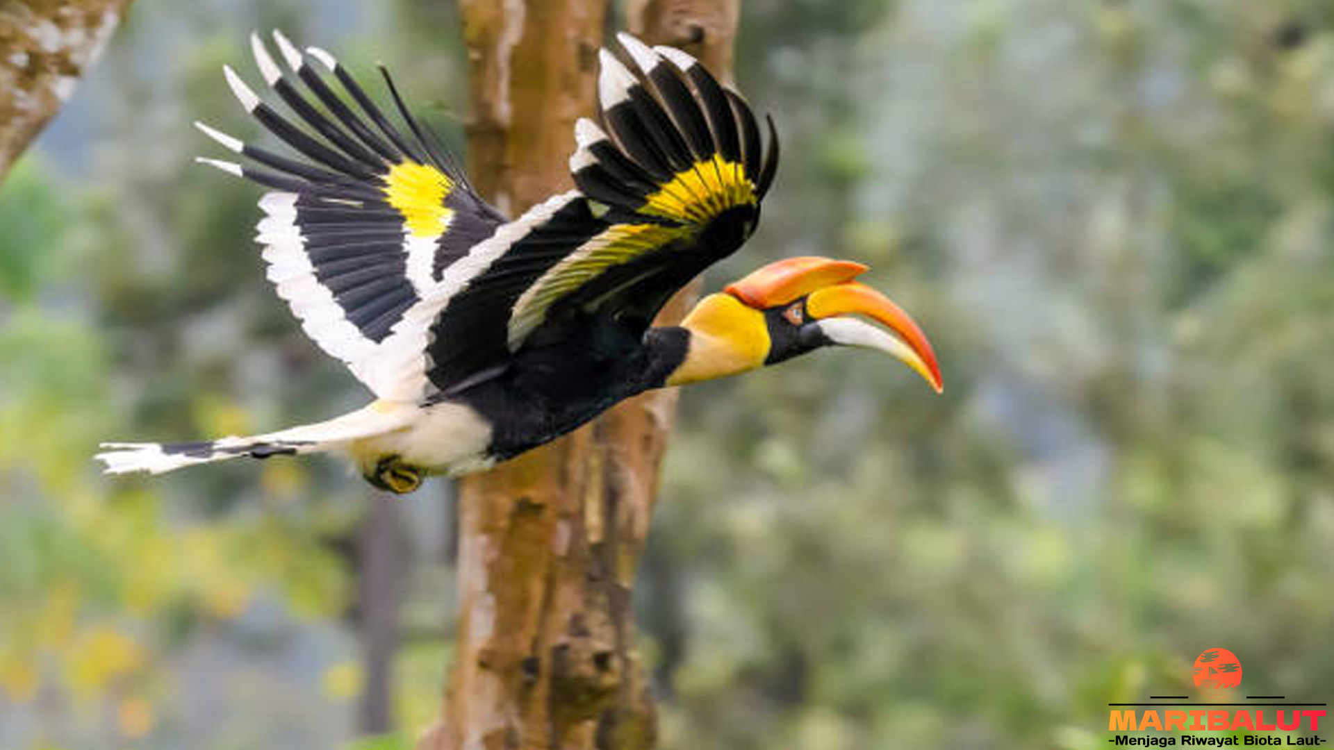 Mengintip 5 Momen Langka Kehidupan Burung Rangkong Papan