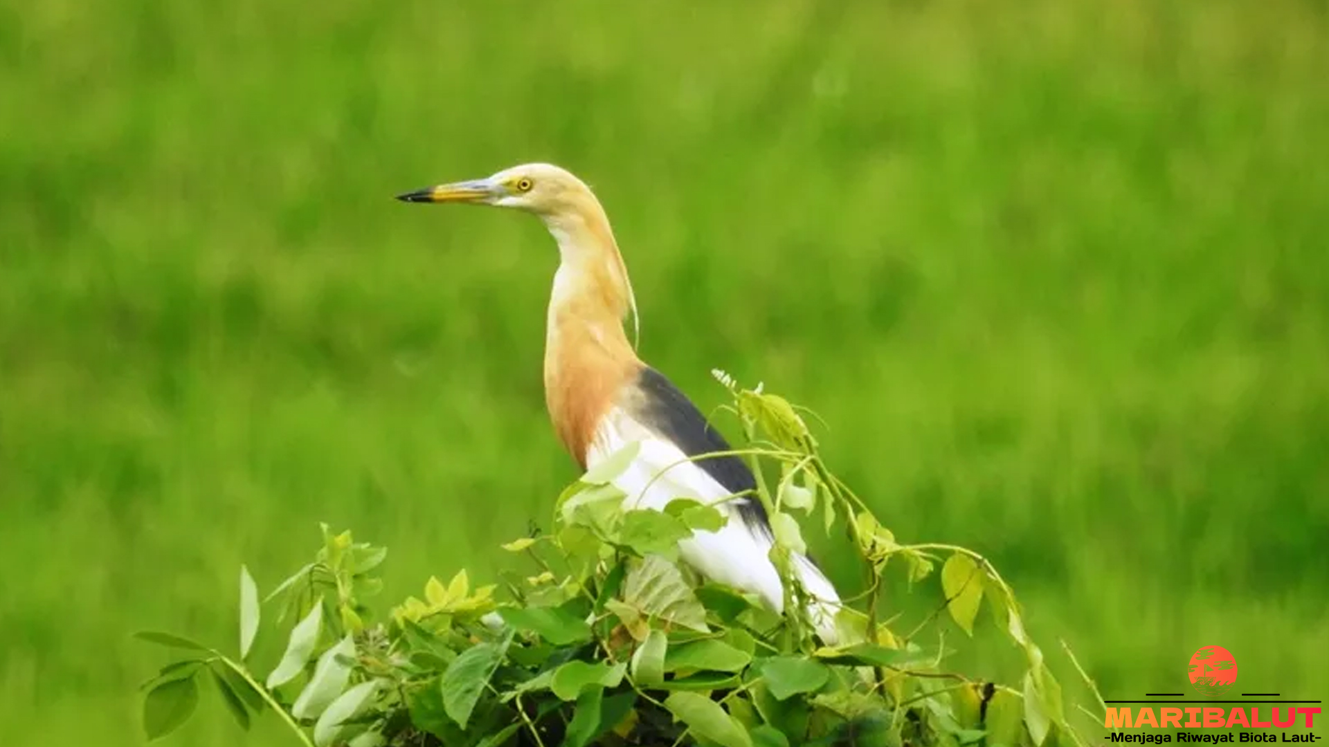Mengamati Blekok Sawah: 5 Memahami Pola Hidupnya Terbaru