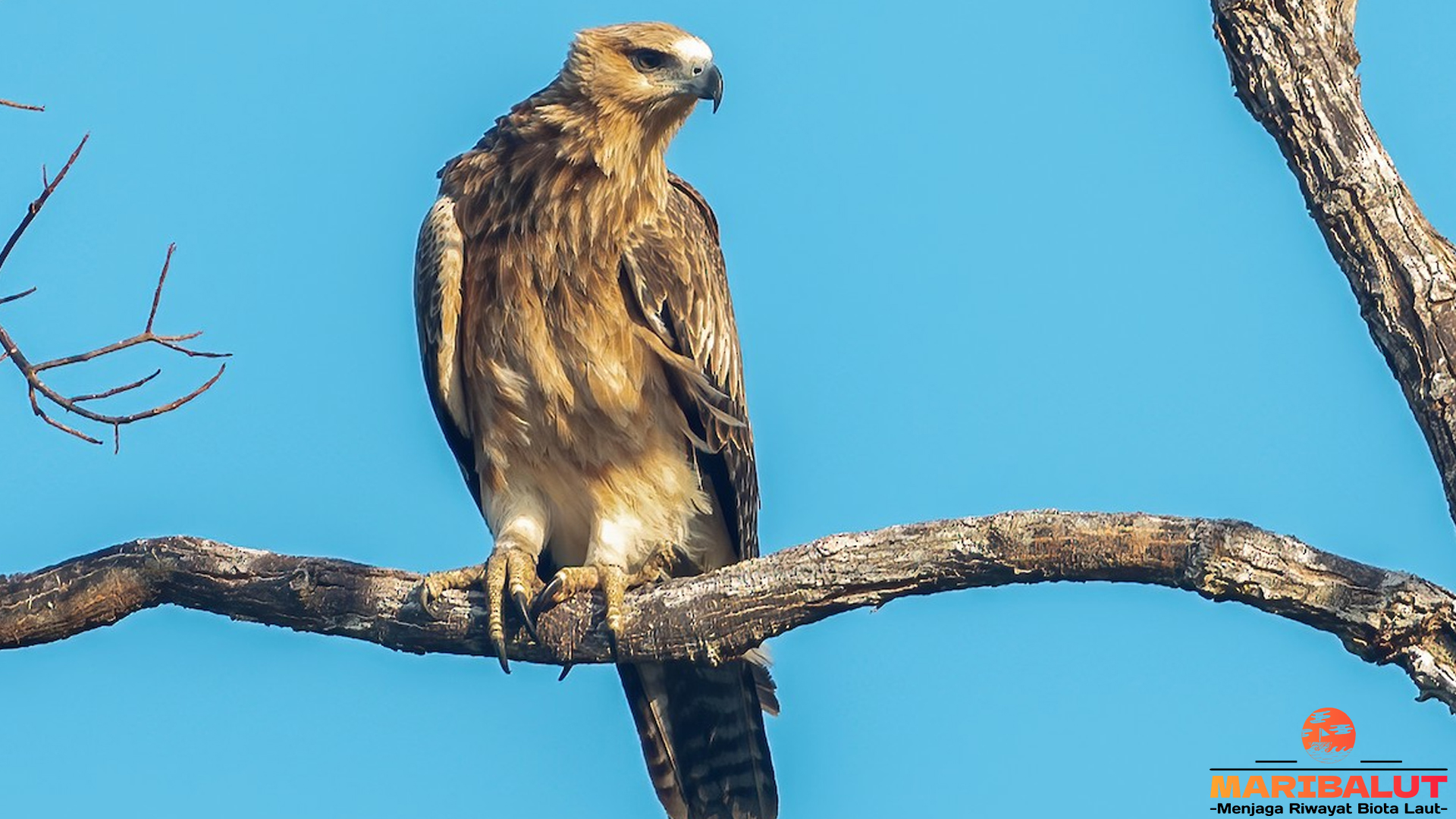 Rajawali Kuskus dan 5 Fakta Habitat Menyoroti Adaptasi Alamnya
