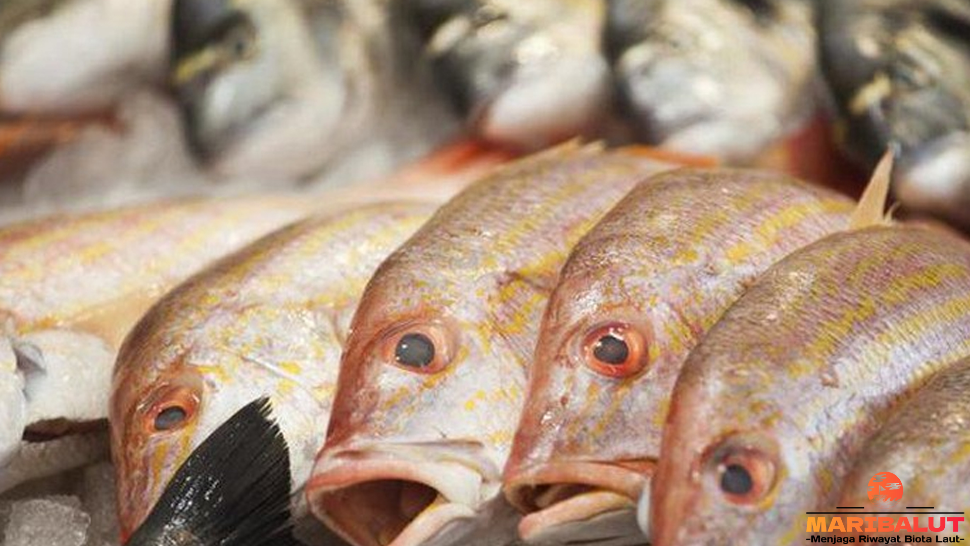 Dari Permukaan ke Kedalaman: 5 Fakta Menarik Ikan Karang