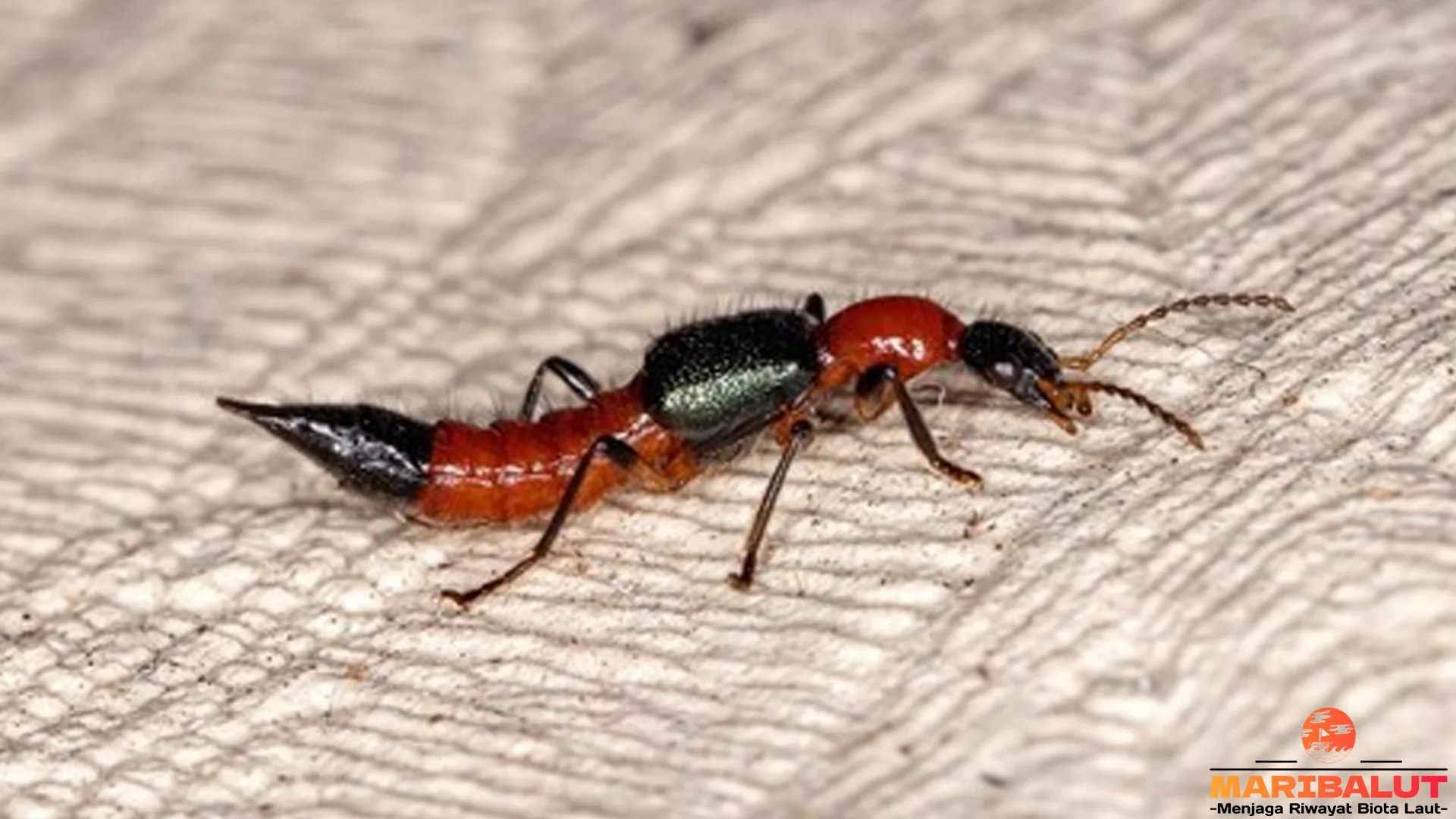 Semut Semai: 5 Strategi Cerdas Mereka dalam Bertahan Hidup 2 Semut Semai: 5 Strategi Cerdas Mereka dalam Bertahan Hidup