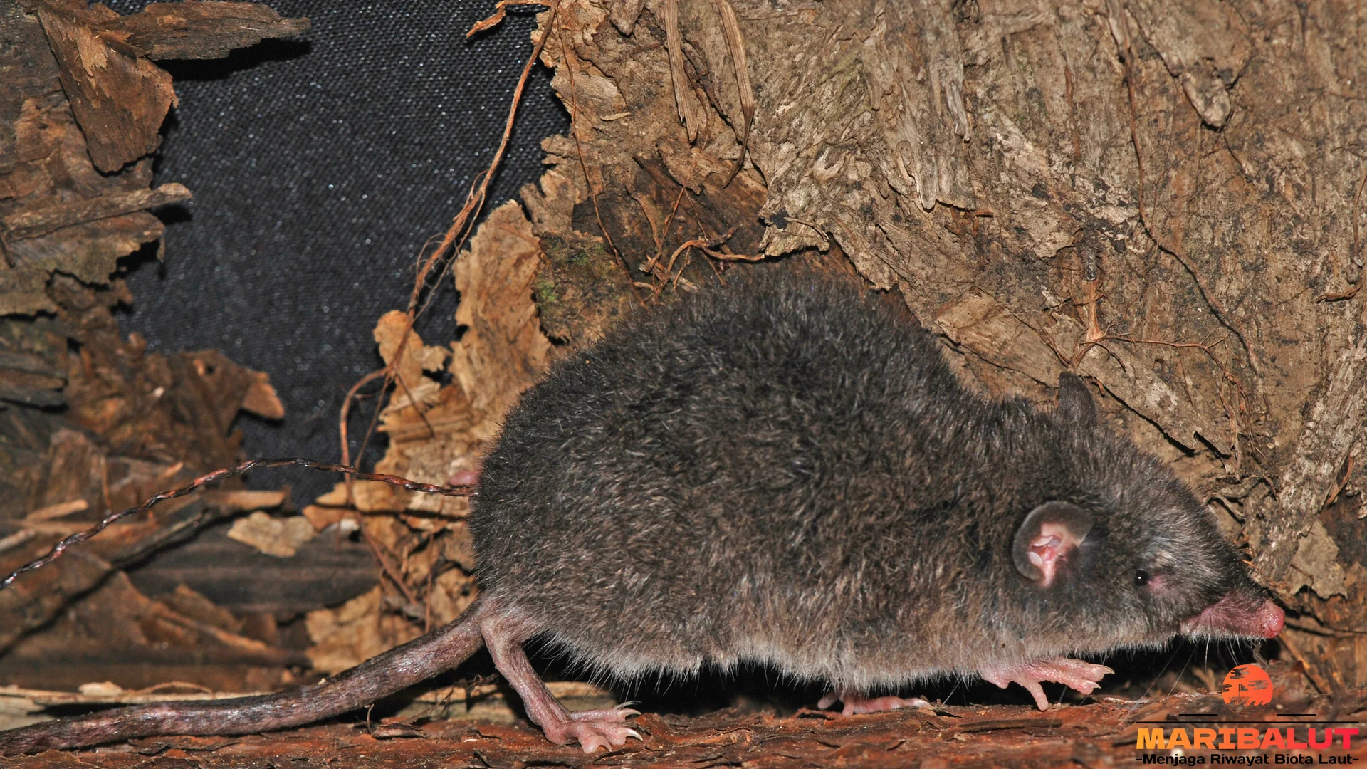 5 Keistimewaan Runcu yang Harus Diketahui Setiap Pecinta Alam