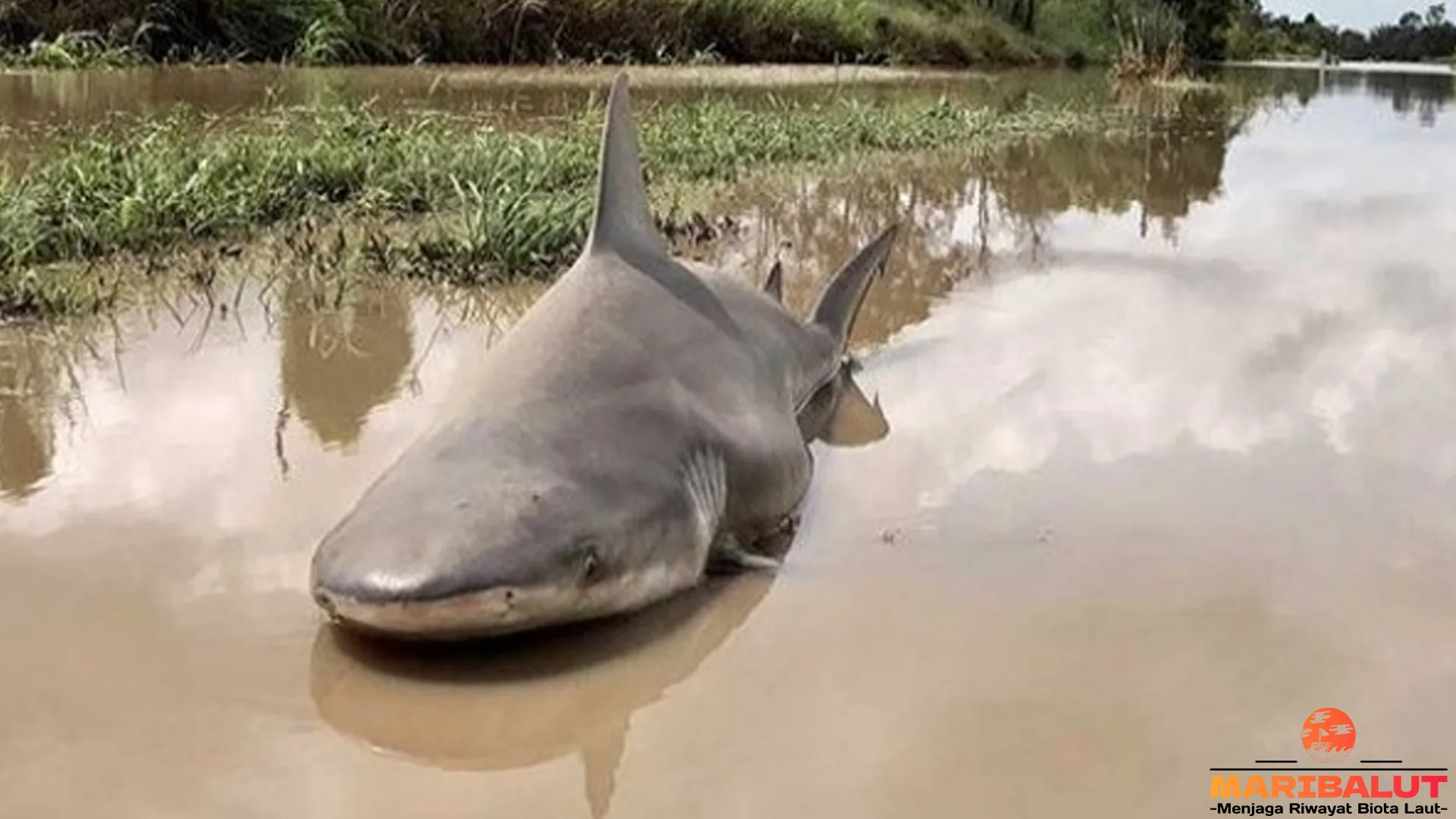 4 Kejadian Menarik yang Mengungkap Kekuatan Hiu Banteng 2 4 Kejadian Menarik yang Mengungkap Kekuatan Hiu Banteng