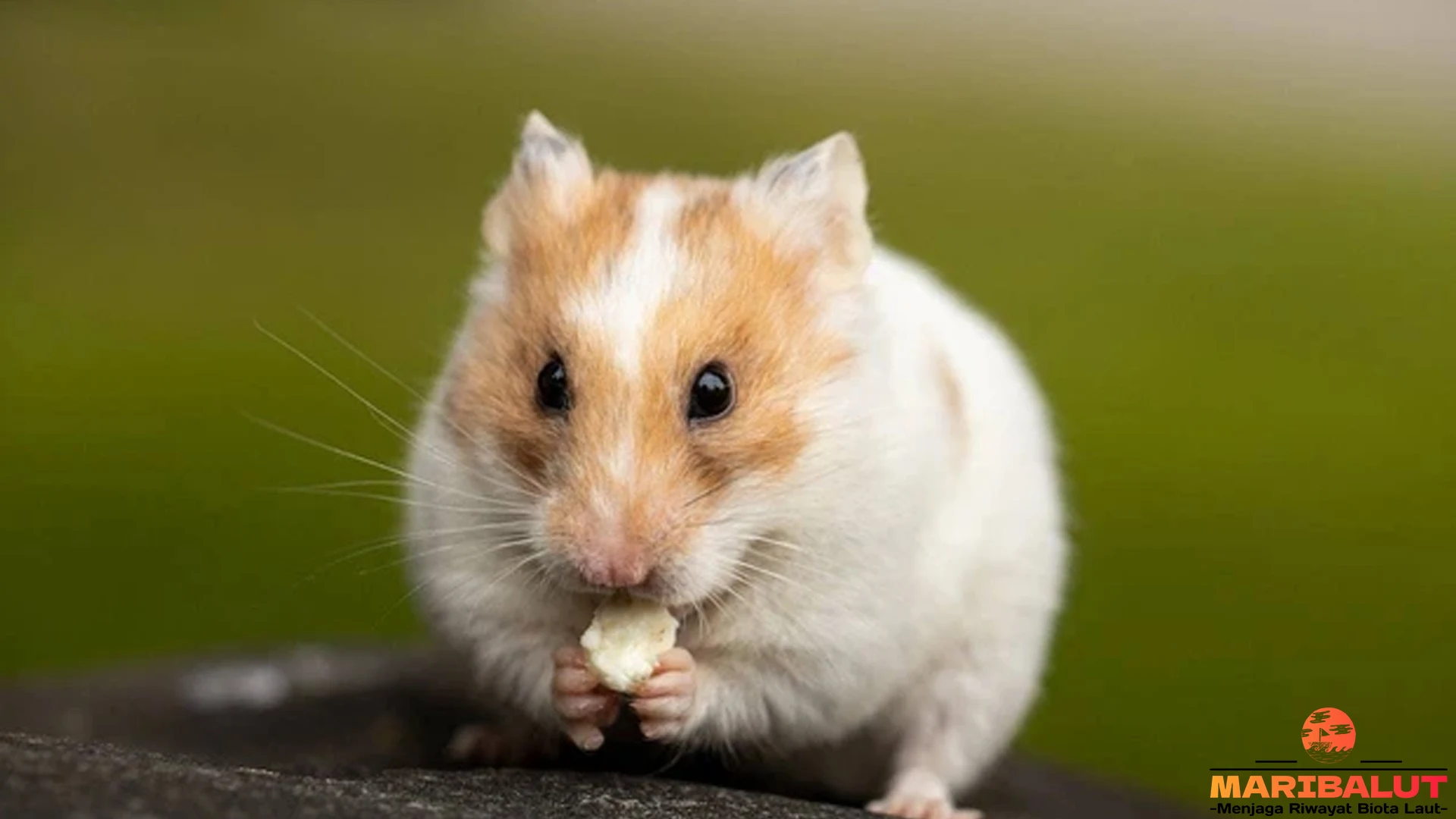 Hamster Suriah: 4 Daya Tarik yang Membuatnya Begitu Populer