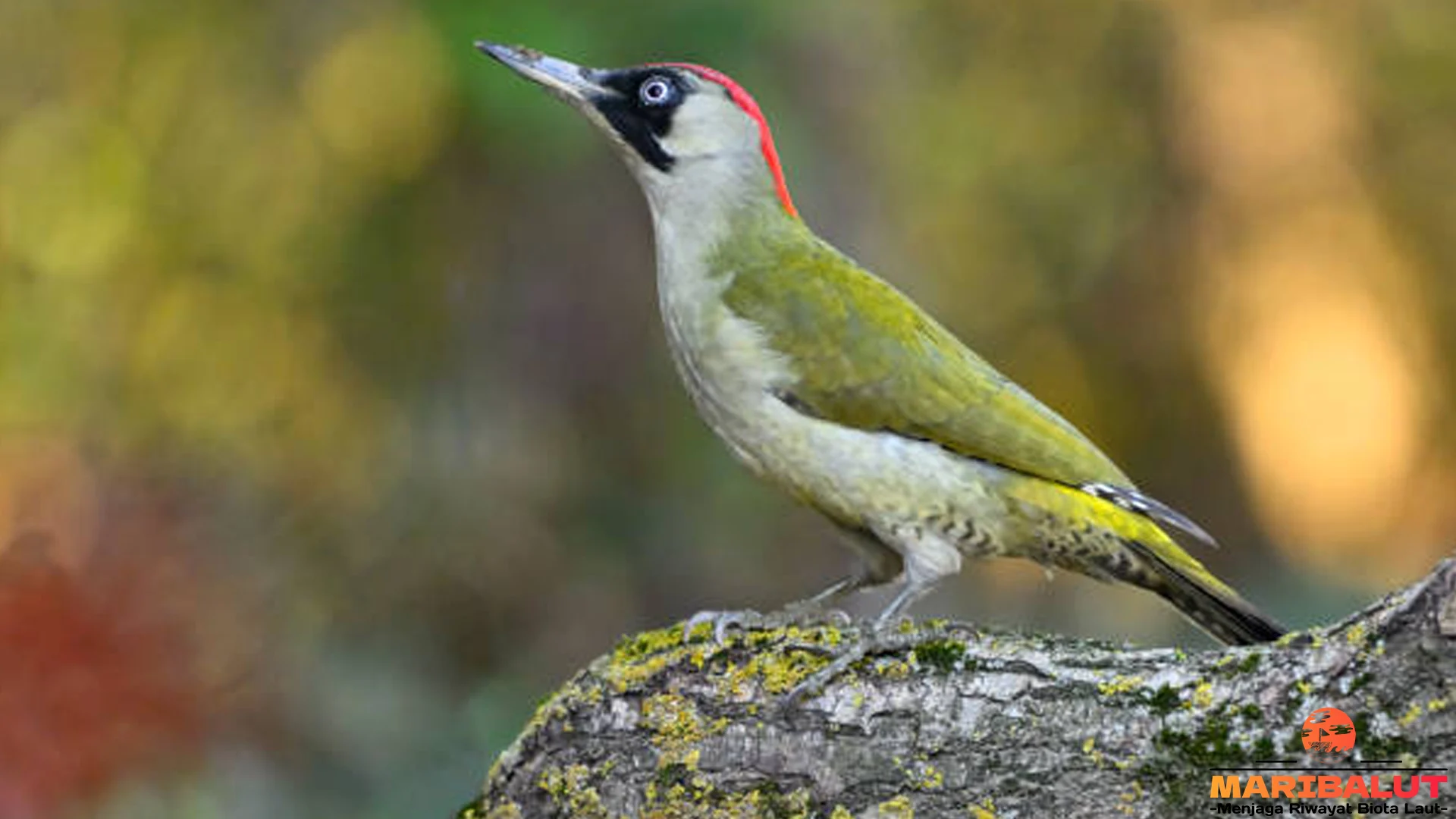 4 Keajaiban Alam yang Ditawarkan oleh Pelatuk Hijau Eropa