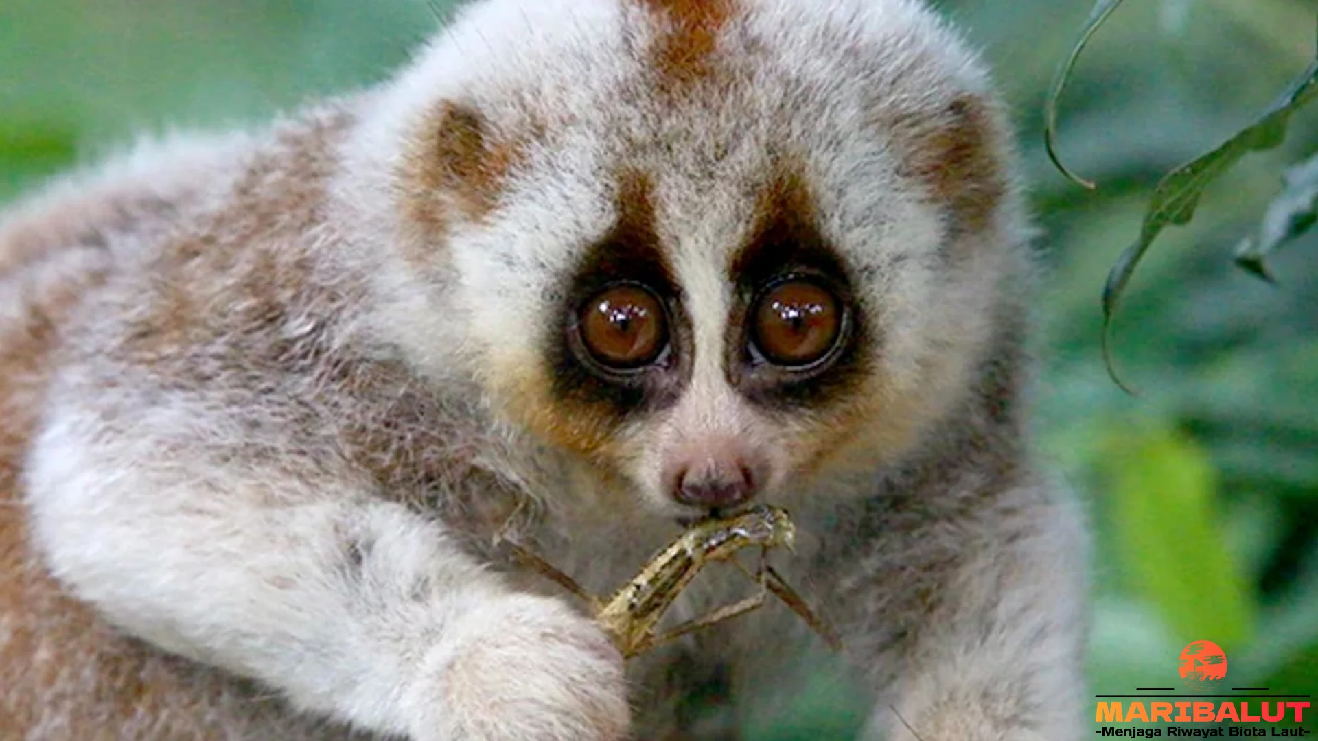 Kukang Benggala: Si Lemah Lembut Menyimpan 4 Rahasia Alam