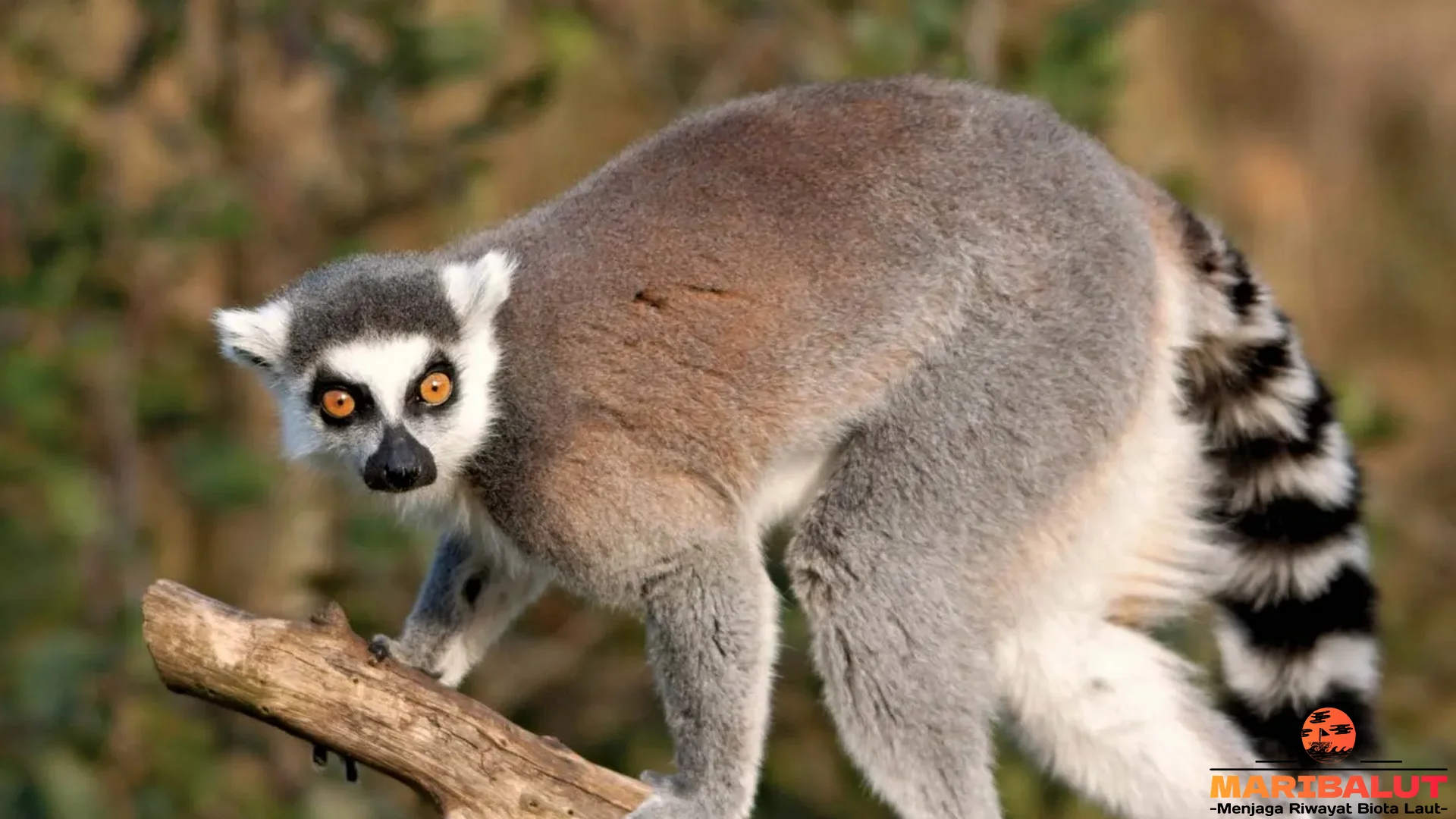 5 Keunggulan Lemur yang Membuatnya Menjadi Maskot Keanekaragaman