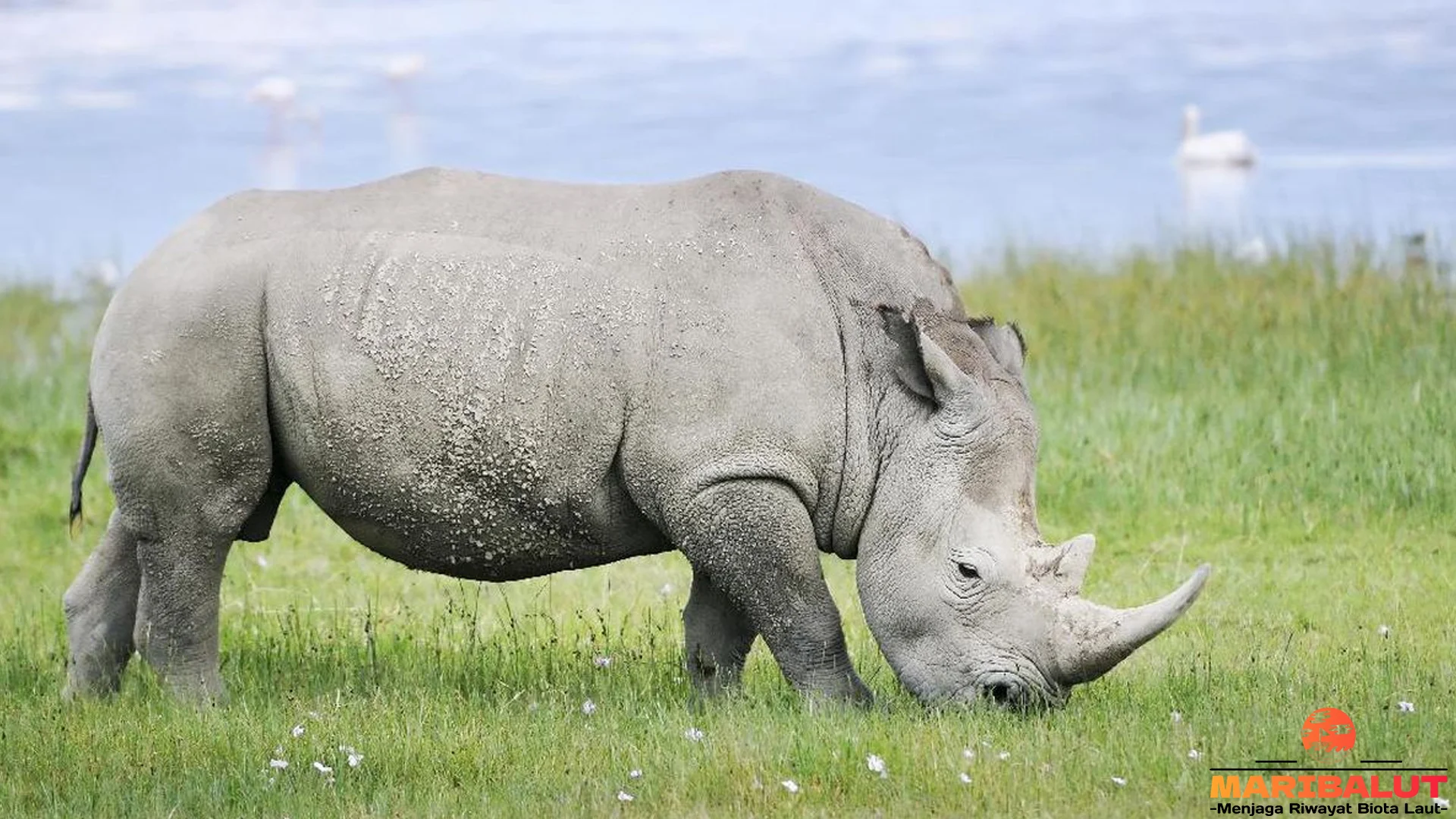 5 Keunikan Badak Putih Utara yang Pasti Gak Kamu Duga