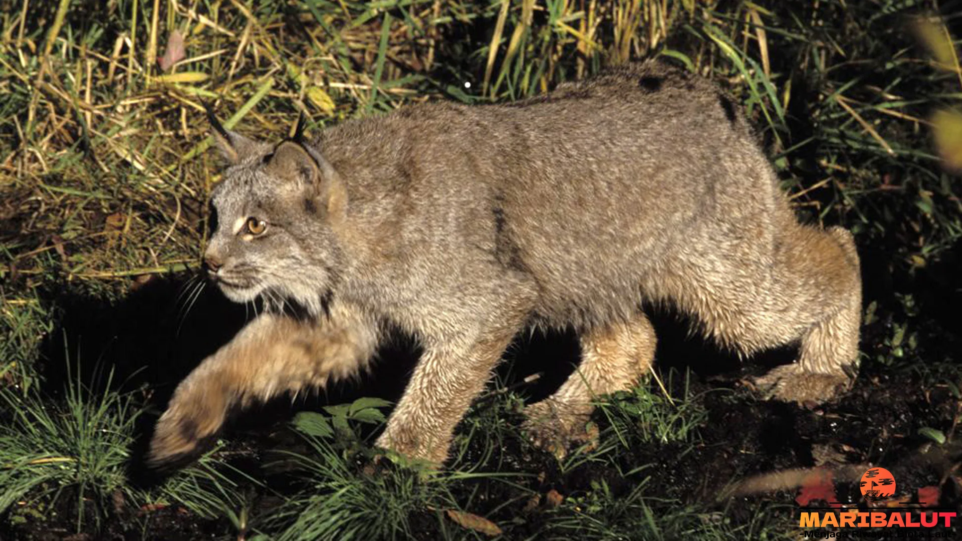 Kucing Kutub yang Terancam, Tapi 20-an Bertahan di Lapland