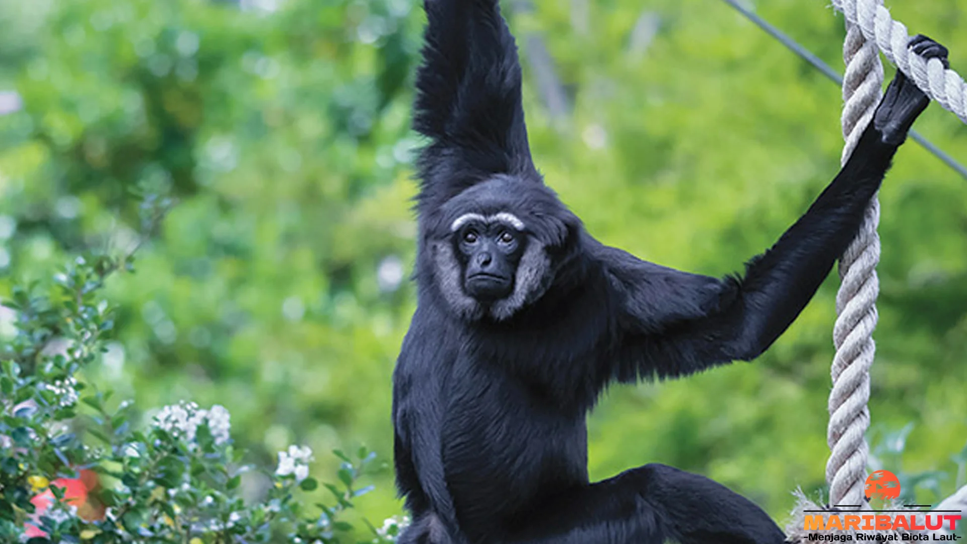 5 Perilaku Owa Ungko yang Bikin Kamu Auto Cinta Hewan