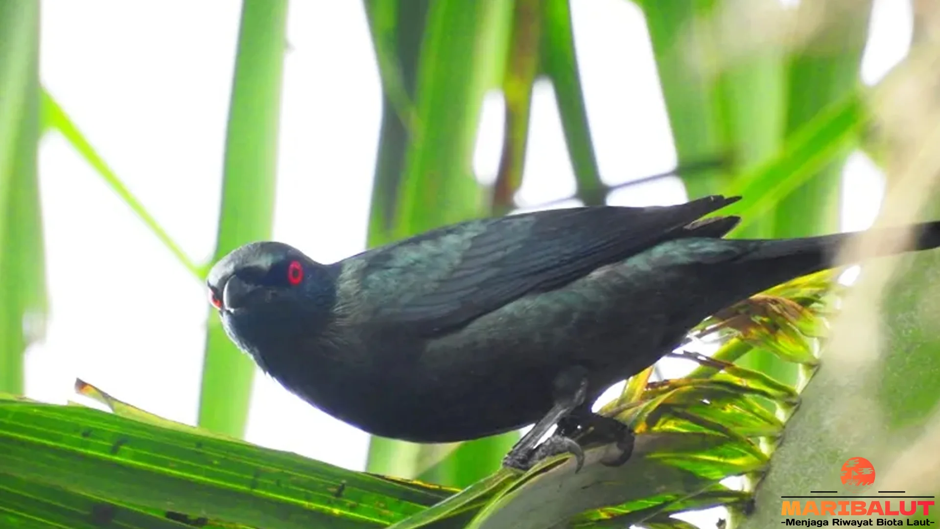 Perling Kumbang & 4 Perilaku Lucu yang Bisa Lo Cek Sendiri