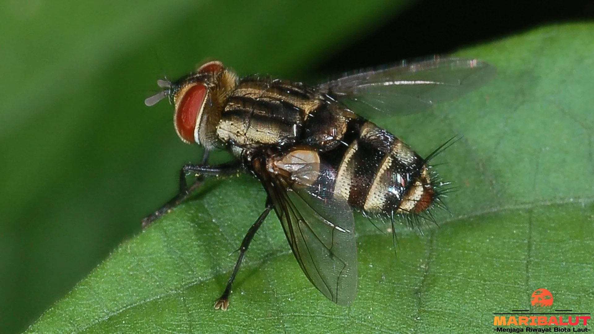 Tachinidae: 5 Hal yang Menjadikannya Menjadi Predator Efektif