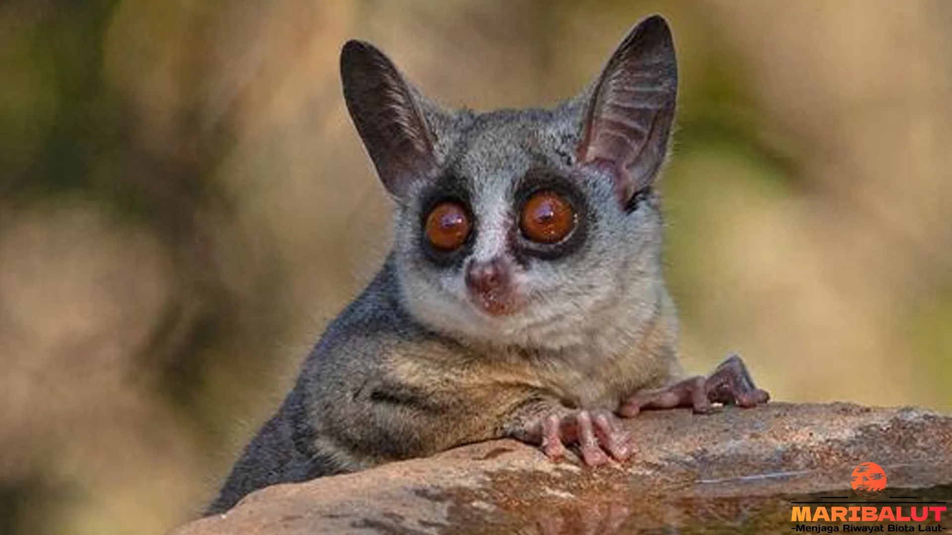 Galago: 5 Ciri Khas Hewan Lincah yang Bisa Melompat Jauh