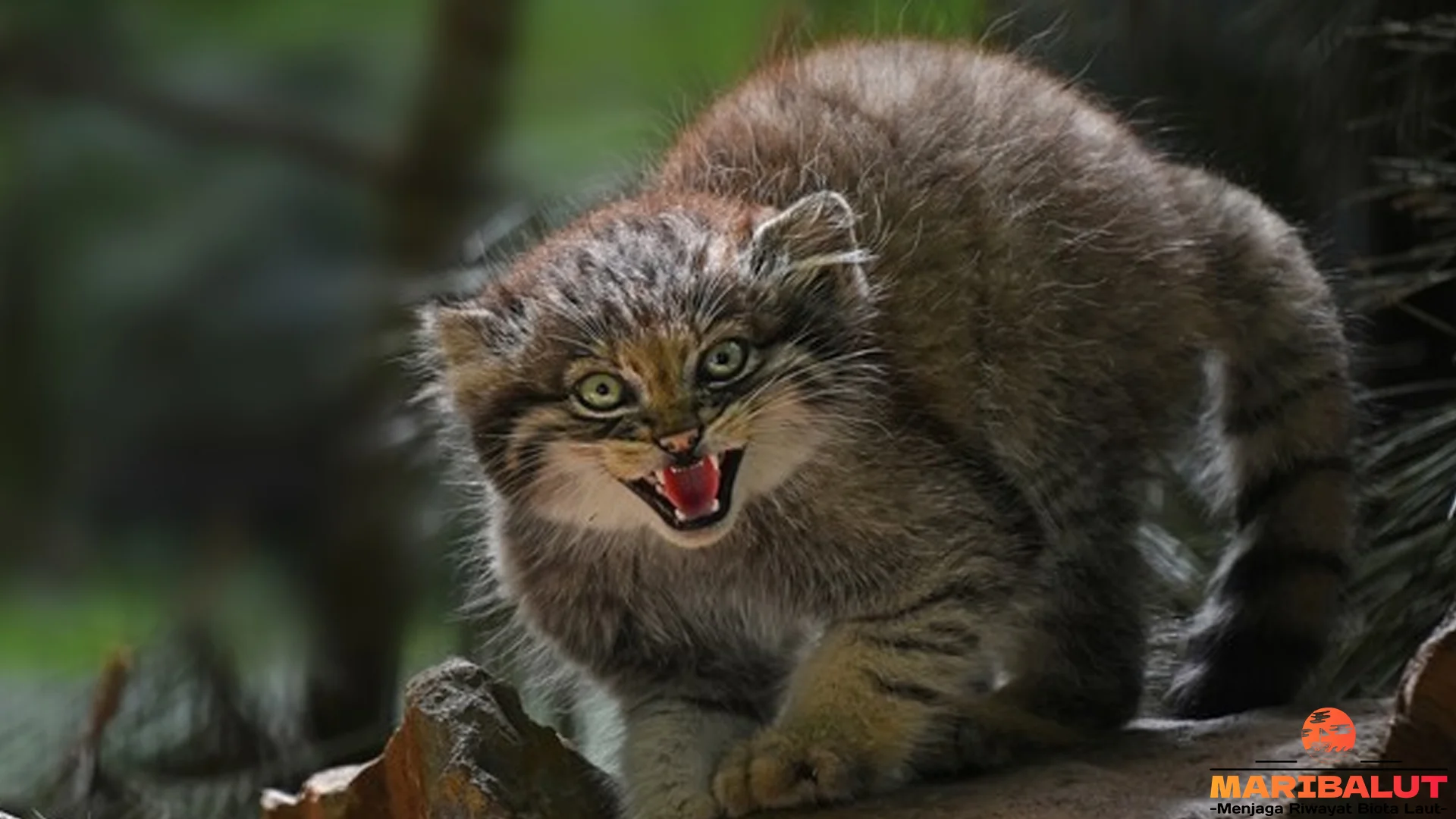 Kucing Pallas & 5 Momen Langka Ketika Mereka Muncul di Alam