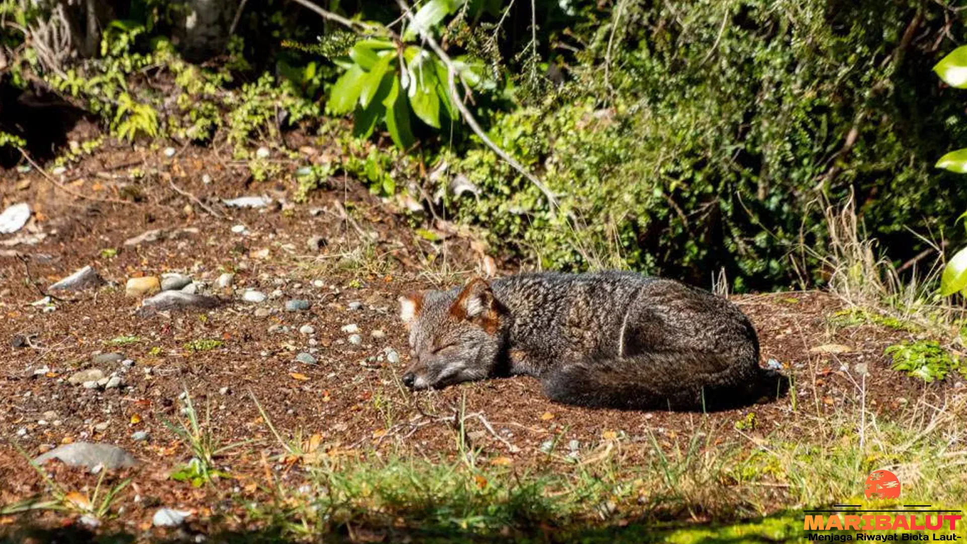 5 Temuan Rubah Darwin yang Jarang Banget Kamu Dengerin
