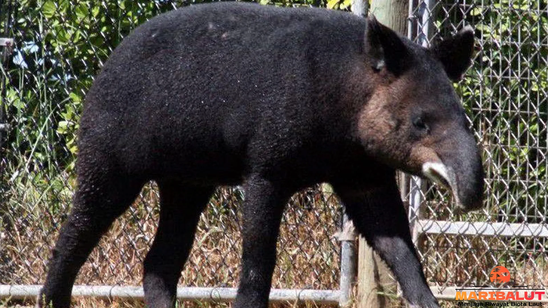 Dunia Tapir Gunung: 5 Aspek Menarik yang Harus Kamu Tebak 2 Dunia Tapir Gunung: 5 Aspek Menarik yang Harus Kamu Tebak