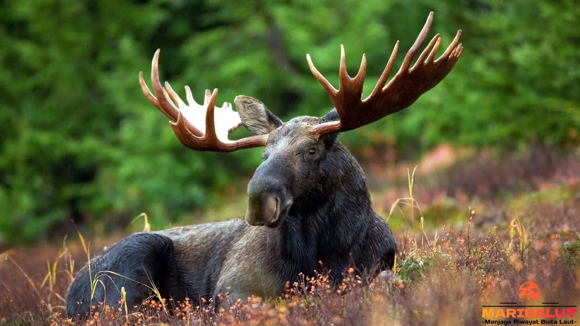 Mengenal Alces Alces: 5 Hal Tentang Rusa Kutub yang Wajib Kamu Tahu