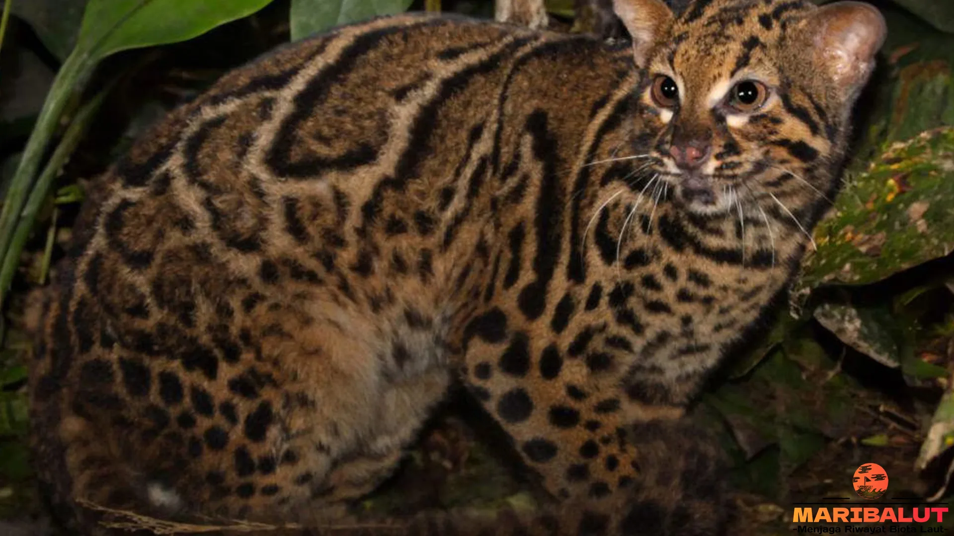 5 Alasan Mengapa Kucing Batu Menjadi Ikon Satwa Langka