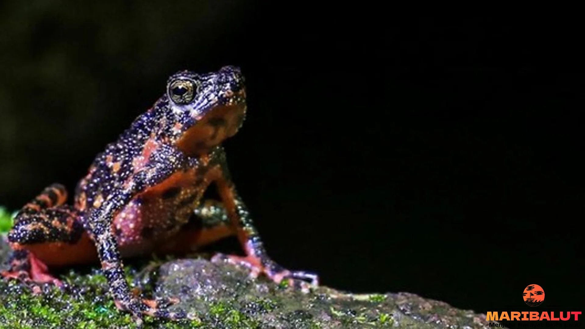 5 Fakta Katak Darah yang Gak Ngehits Tapi Asli Kekinian Banget 4 5 Fakta Katak Darah yang Gak Ngehits Tapi Asli Kekinian Banget