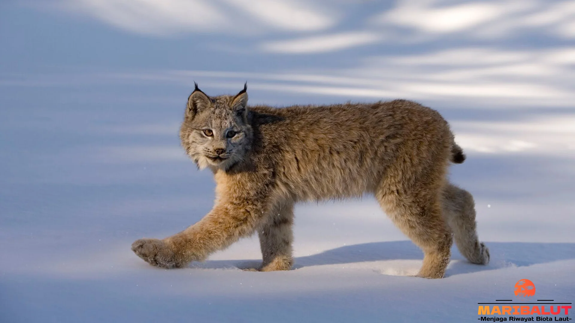 Siap-Siap Terpukau Sama 5 Keunggulan Lynx Kanada Ini