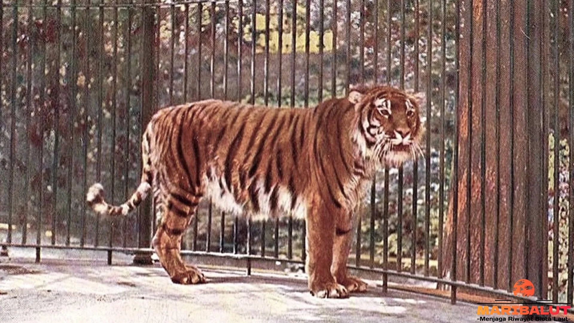 Harimau Kaspia dan 5 Habitat Kece Yang Jadi Rumahnya Di Alam Liar