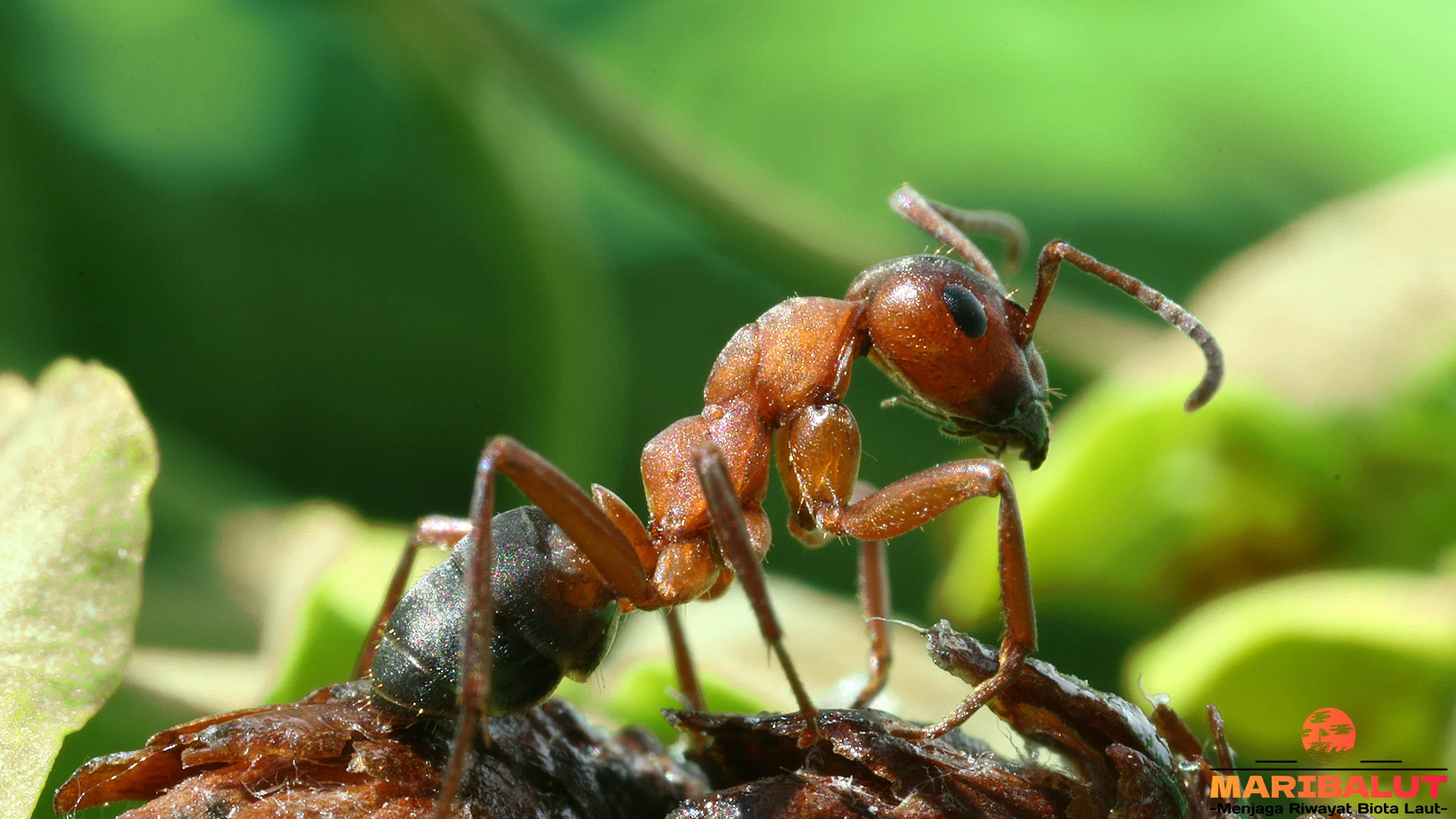 Menyelami Dunia Semut Formica: 5 Hal yang Wajib Kamu Tahu