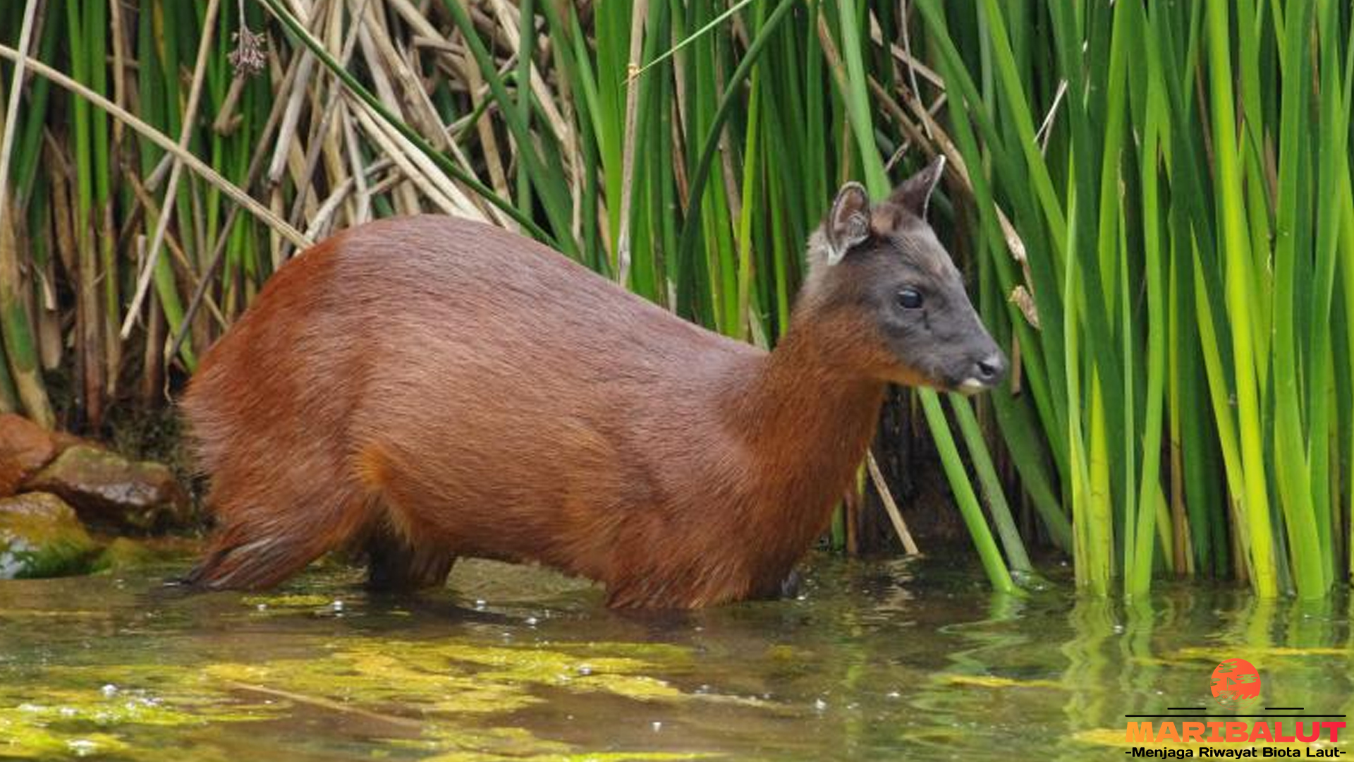 Kenali 4 Momen Langka Mazama Rufina yang Beringas Tapi Imut