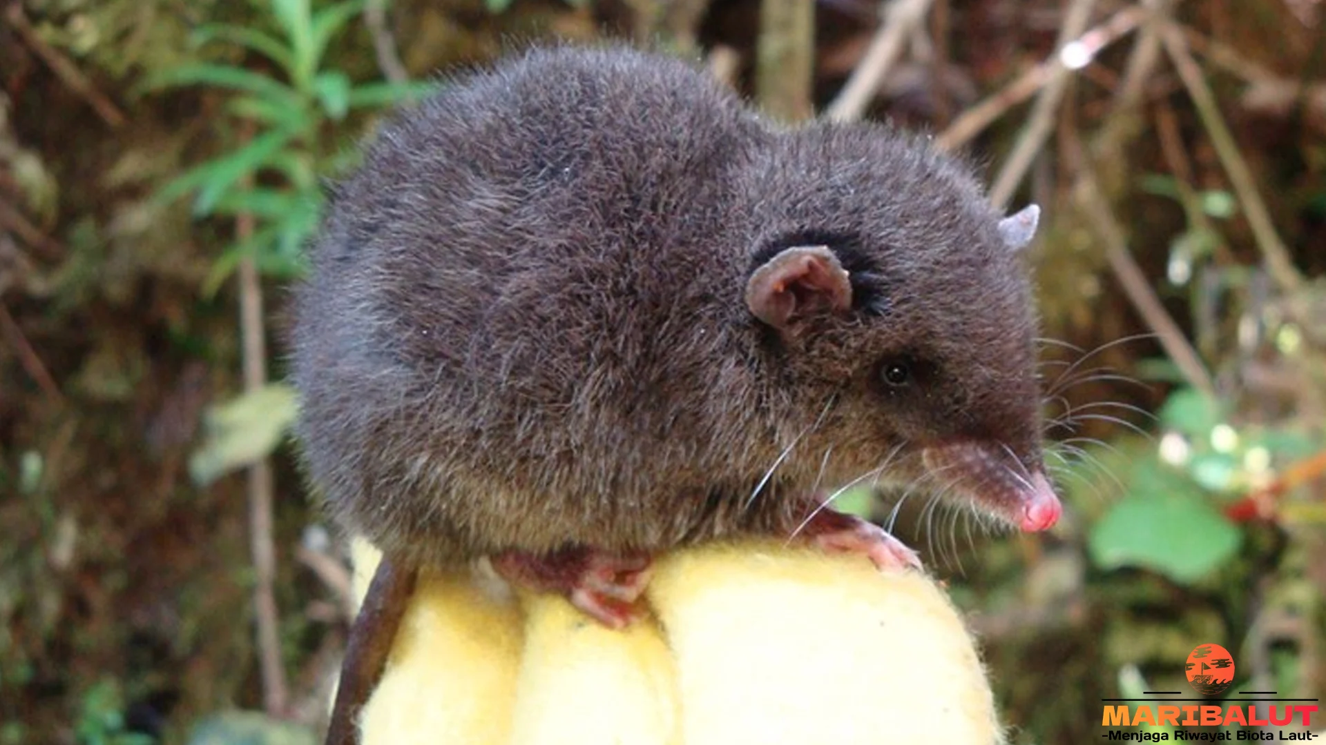 5 Keistimewaan Runcu yang Harus Diketahui Setiap Pecinta Alam