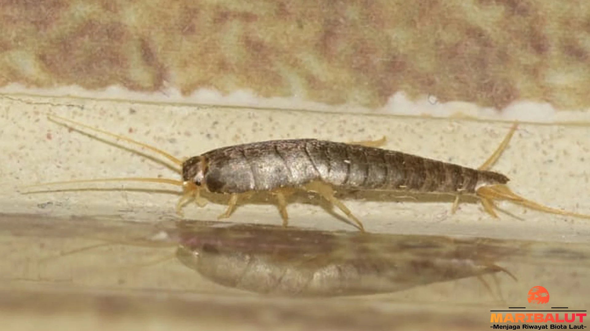 Gegat: 5 Hal yang Wajib Kamu Tahu Tentang Serangga Ini