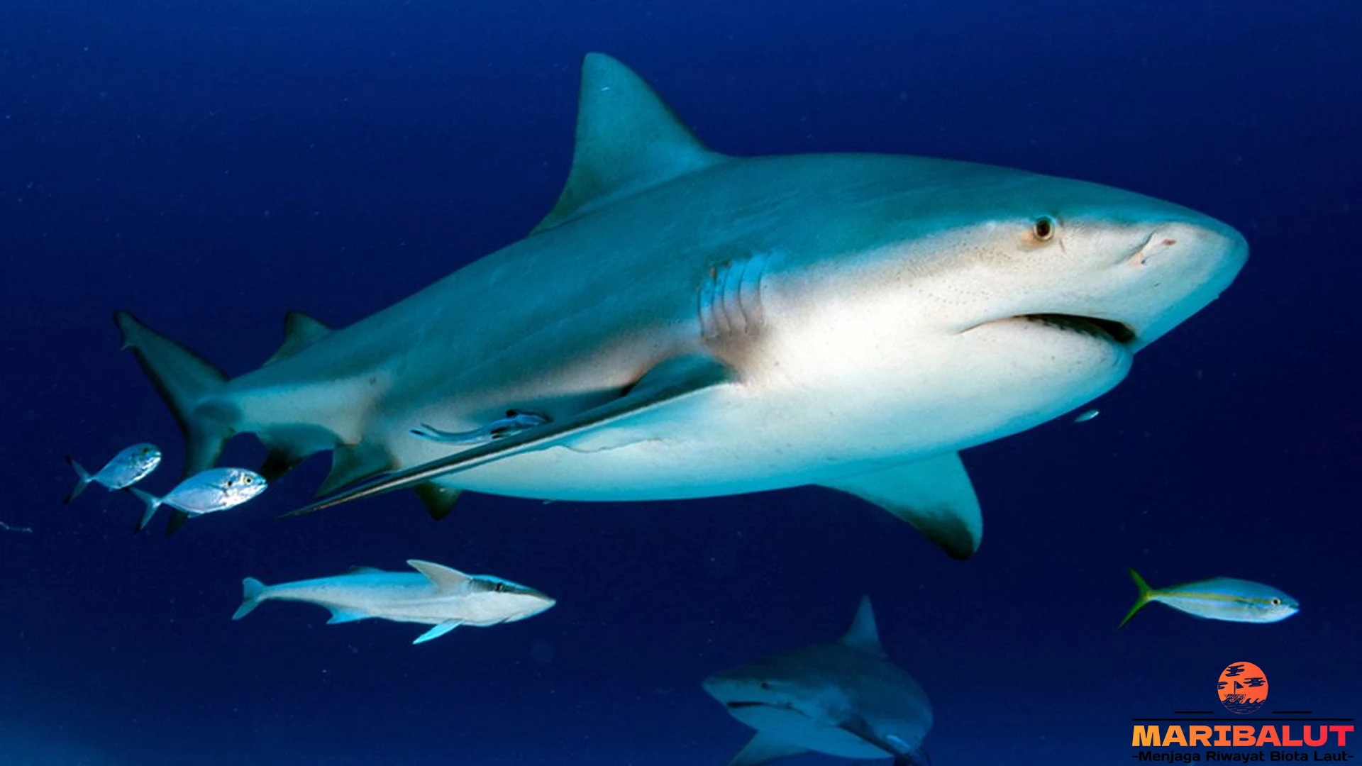 4 Kejadian Menarik yang Mengungkap Kekuatan Hiu Banteng