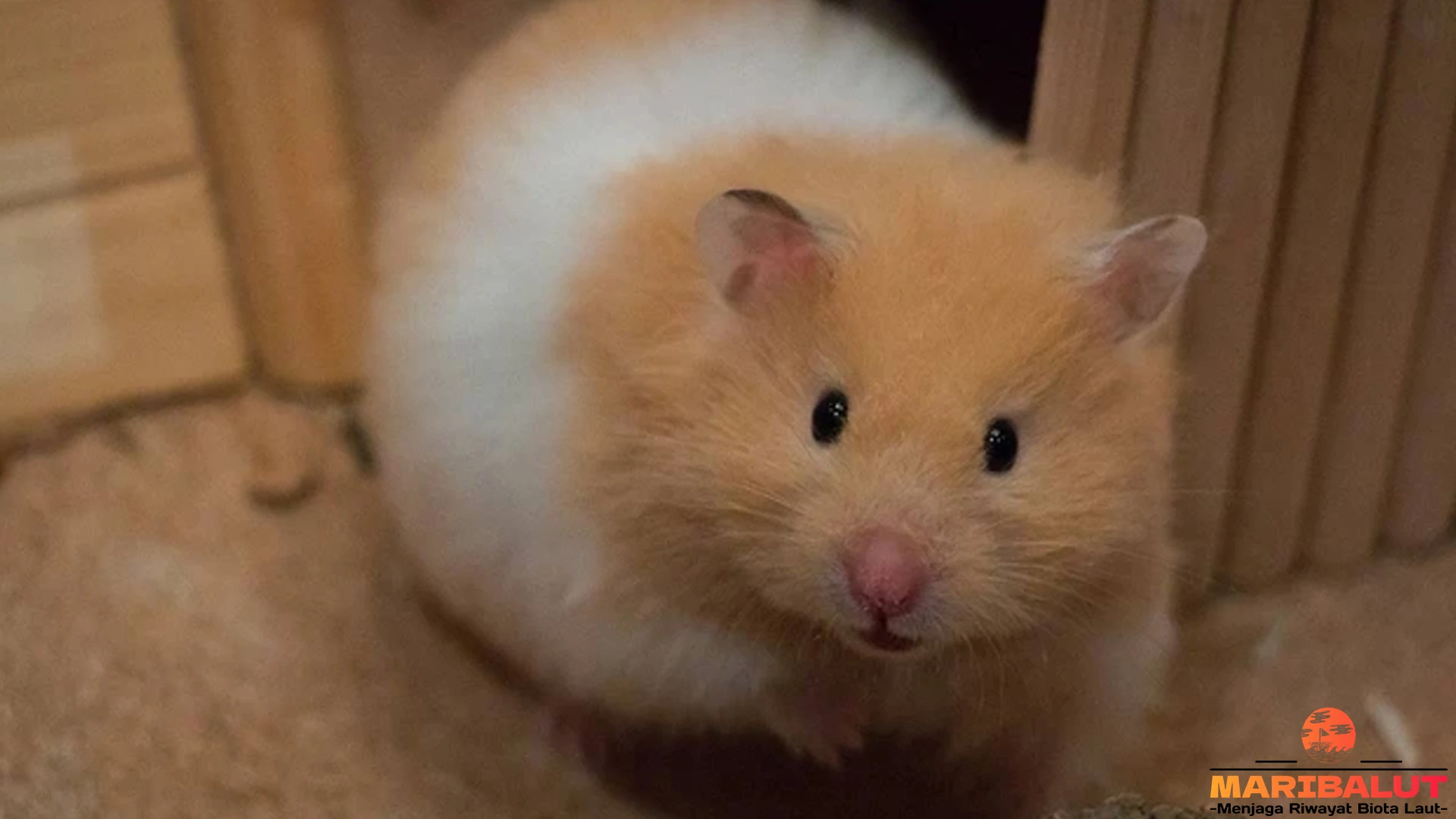 Hamster Suriah: 4 Daya Tarik yang Membuatnya Begitu Populer 2 Hamster Suriah: 4 Daya Tarik yang Membuatnya Begitu Populer