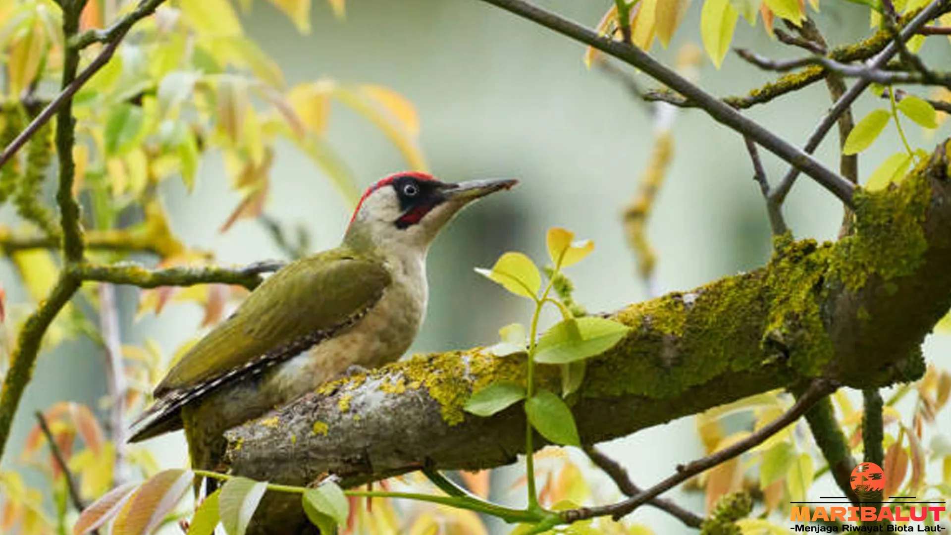 4 Keajaiban Alam yang Ditawarkan oleh Pelatuk Hijau Eropa