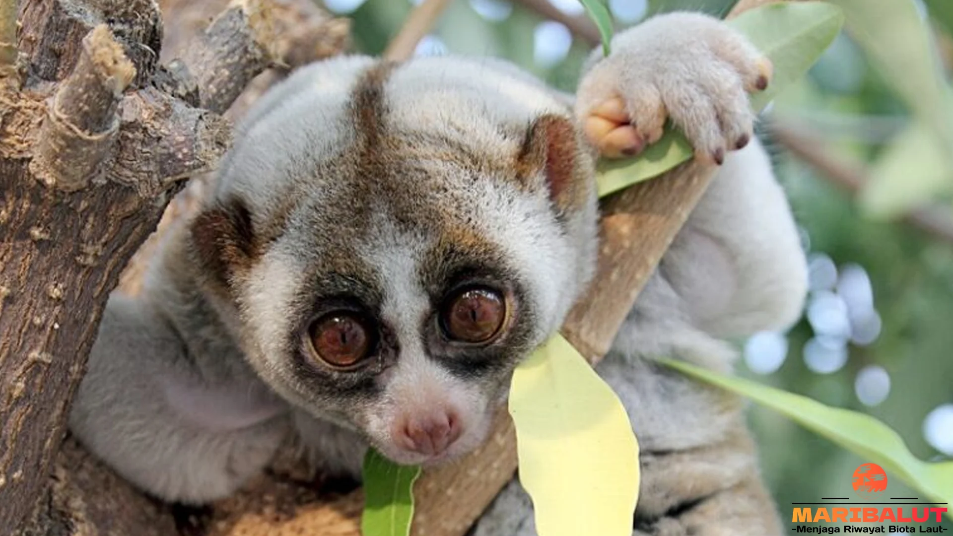 Kukang Benggala: Si Lemah Lembut Menyimpan 4 Rahasia Alam