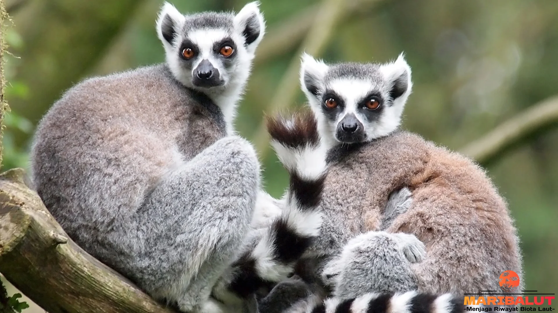 5 Keunggulan Lemur yang Membuatnya Menjadi Maskot Keanekaragaman
