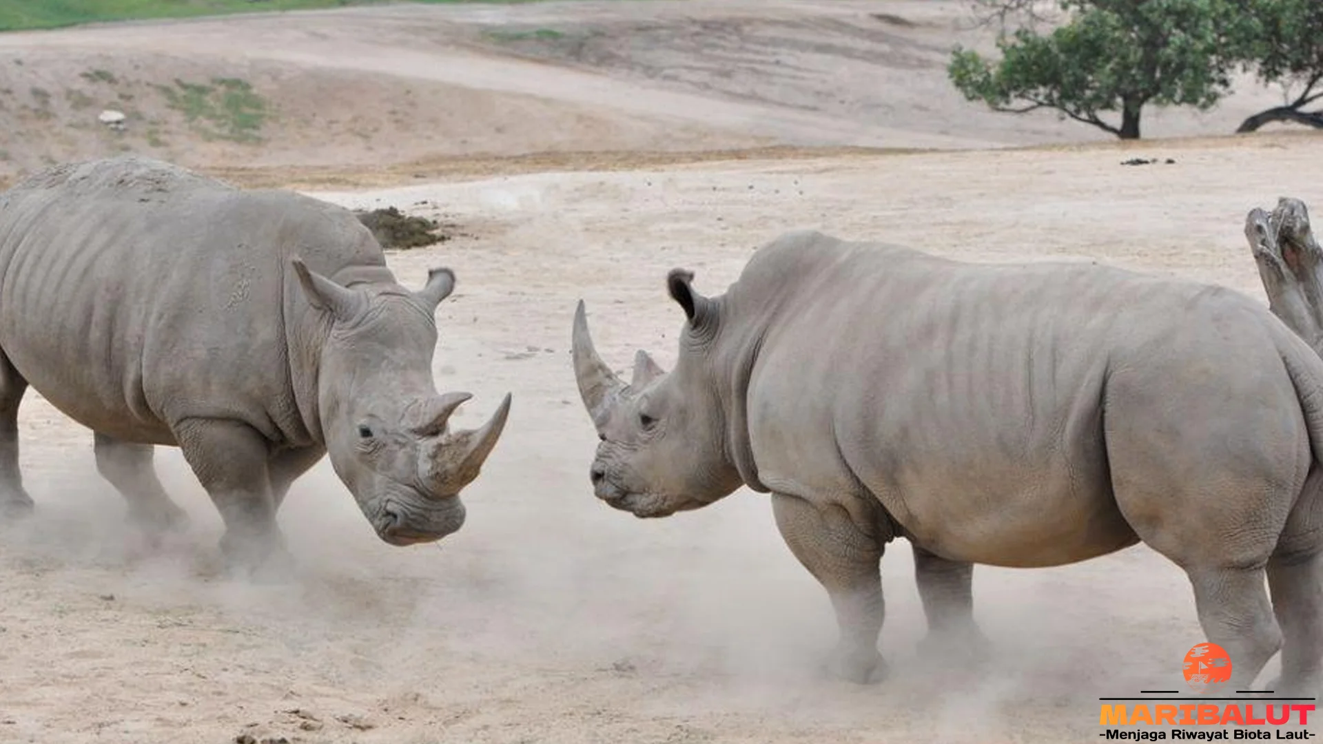 5 Keunikan Badak Putih Utara yang Pasti Gak Kamu Duga
