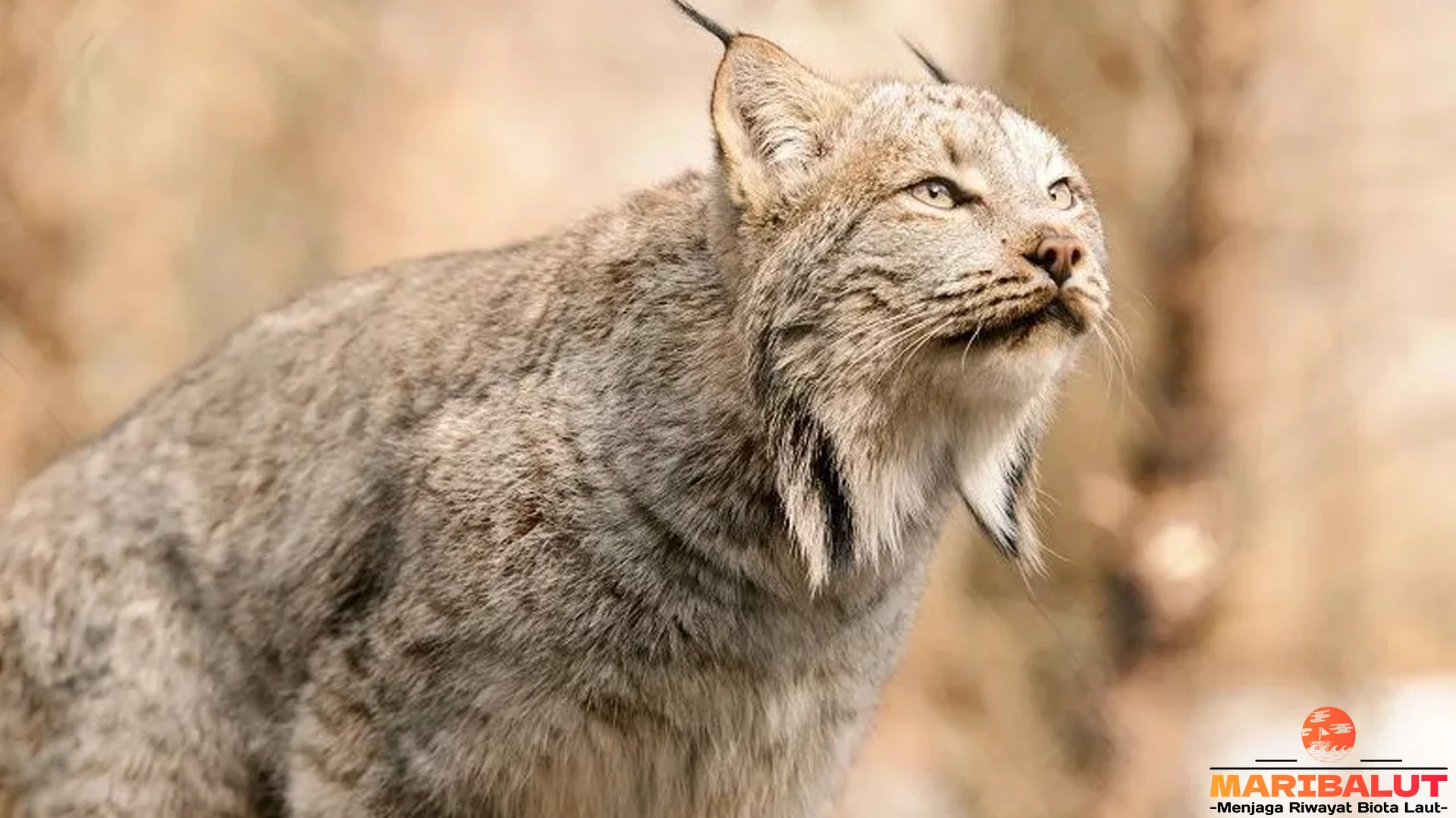 Kucing Kutub yang Terancam, Tapi 20-an Bertahan di Lapland 2 Kucing Kutub yang Terancam, Tapi 20-an Bertahan di Lapland