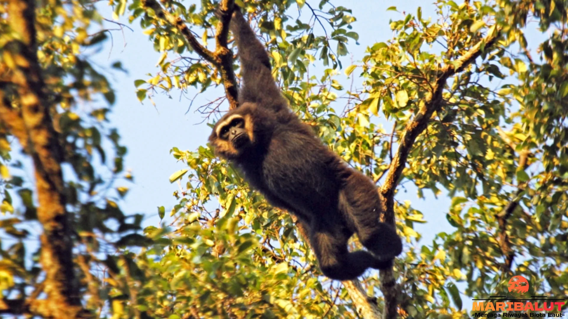 5 Perilaku Owa Ungko yang Bikin Kamu Auto Cinta Hewan