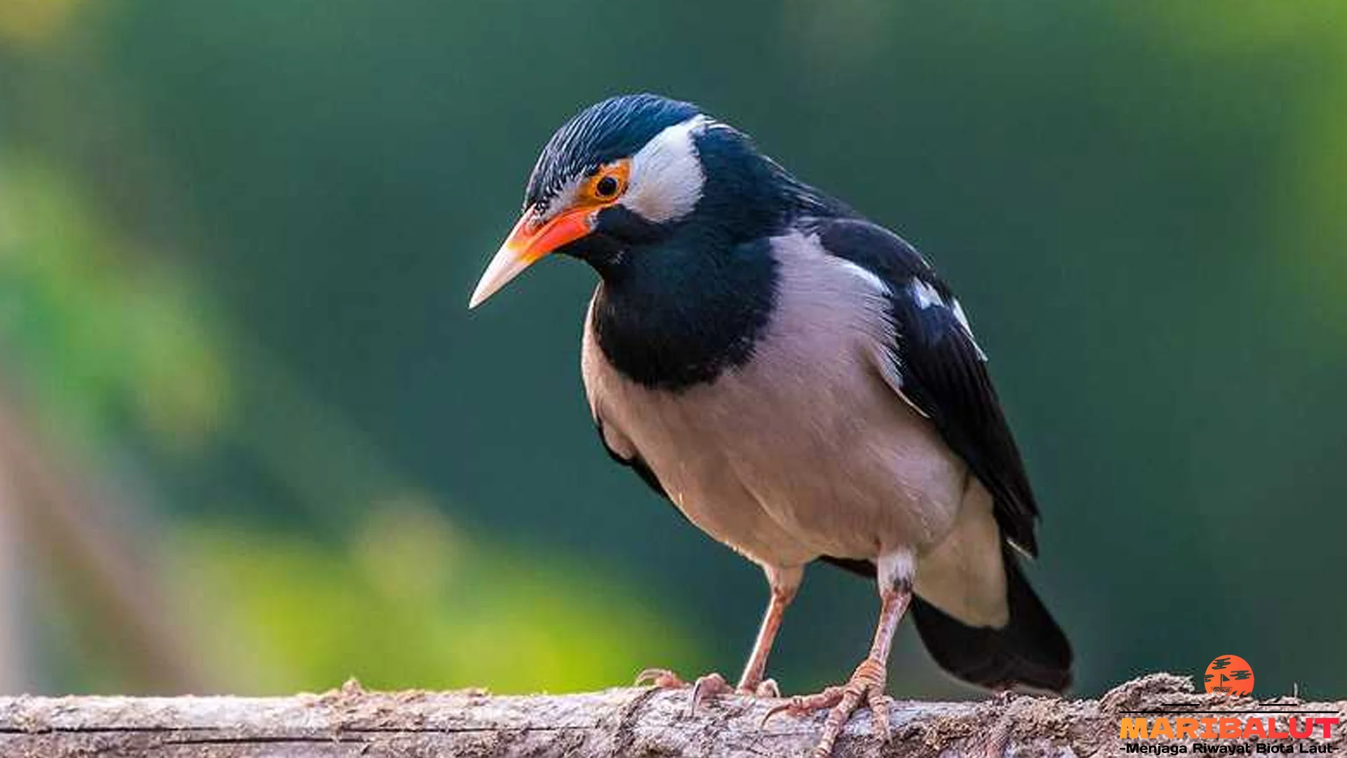 Bukan Cuma Cantik, Ini 4 Alasan Jalak Suren Jadi Burung Idola Sejati