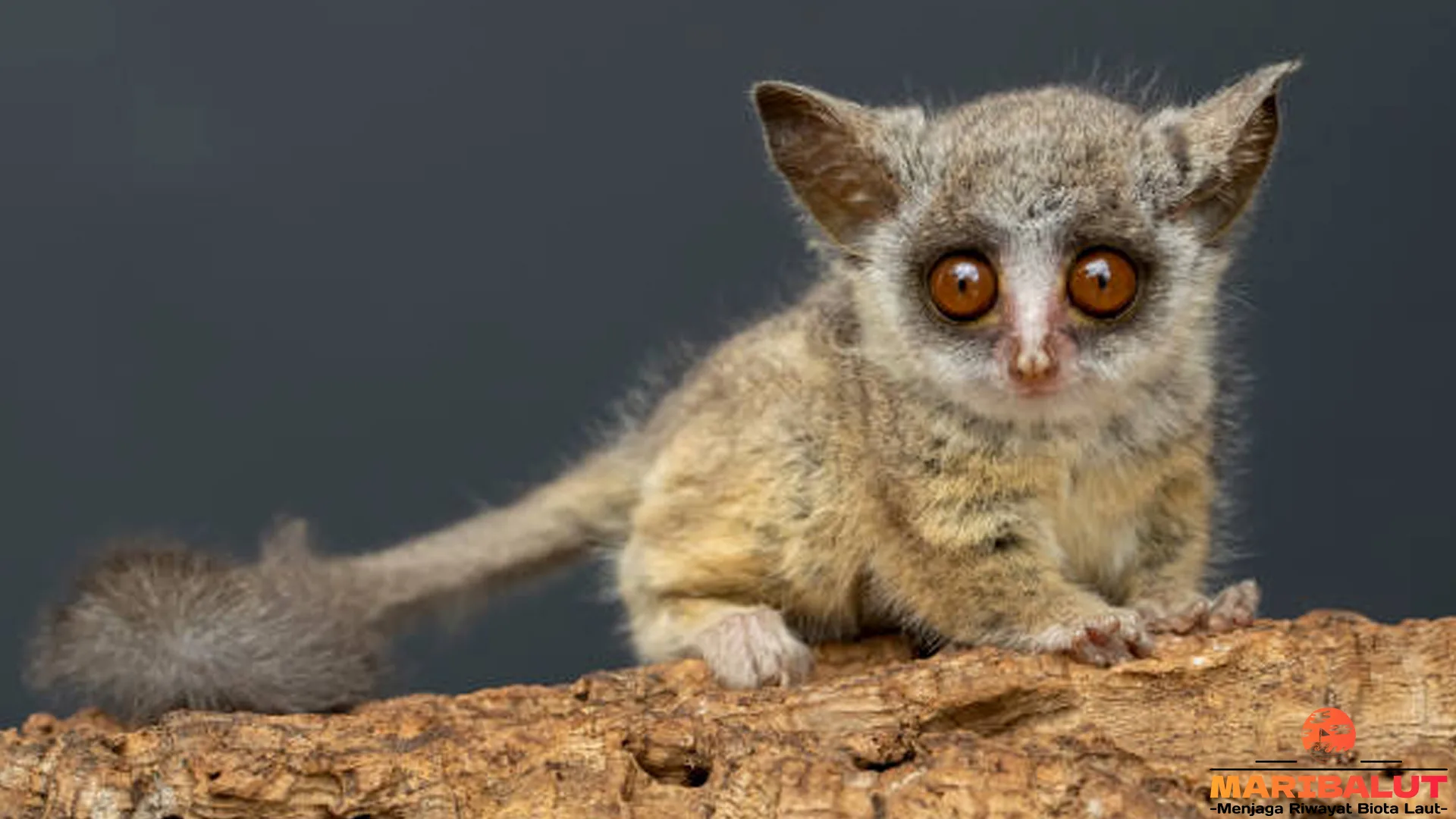 Galago: 5 Ciri Khas Hewan Lincah yang Bisa Melompat Jauh