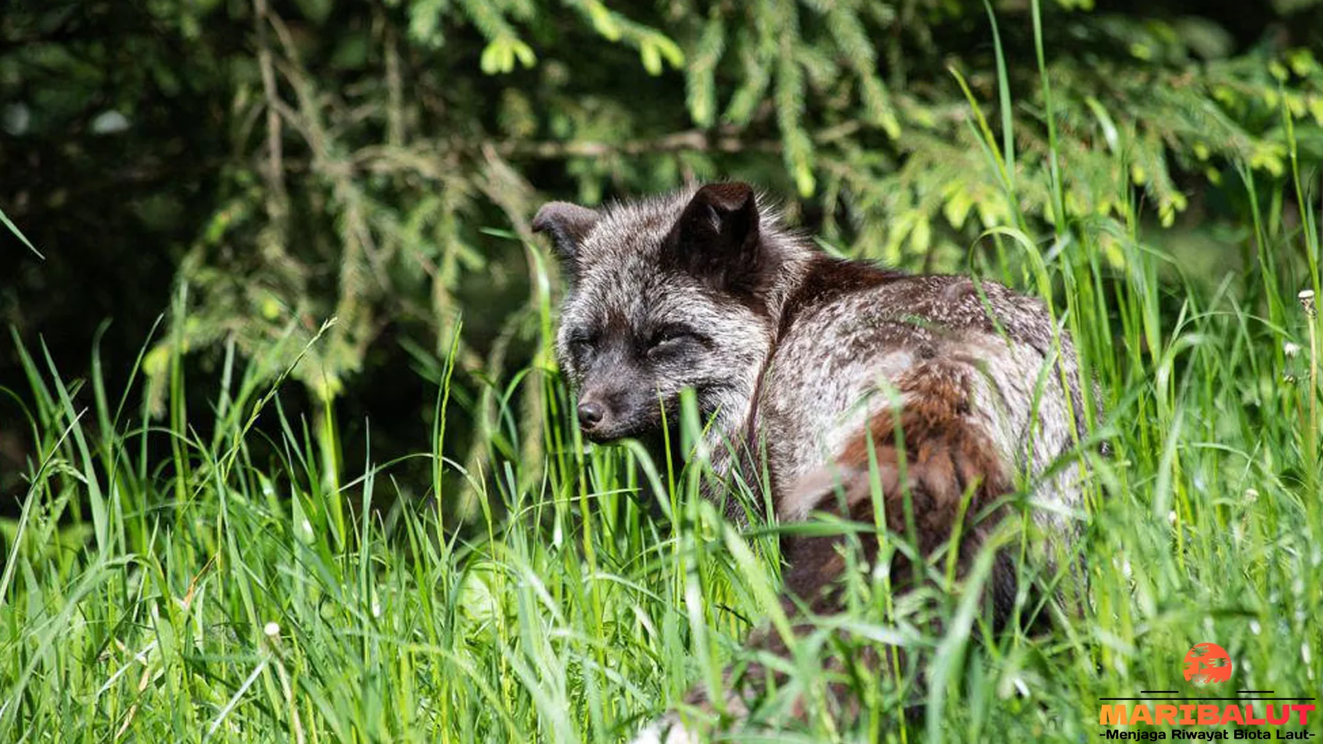 5 Temuan Rubah Darwin yang Jarang Banget Kamu Dengerin