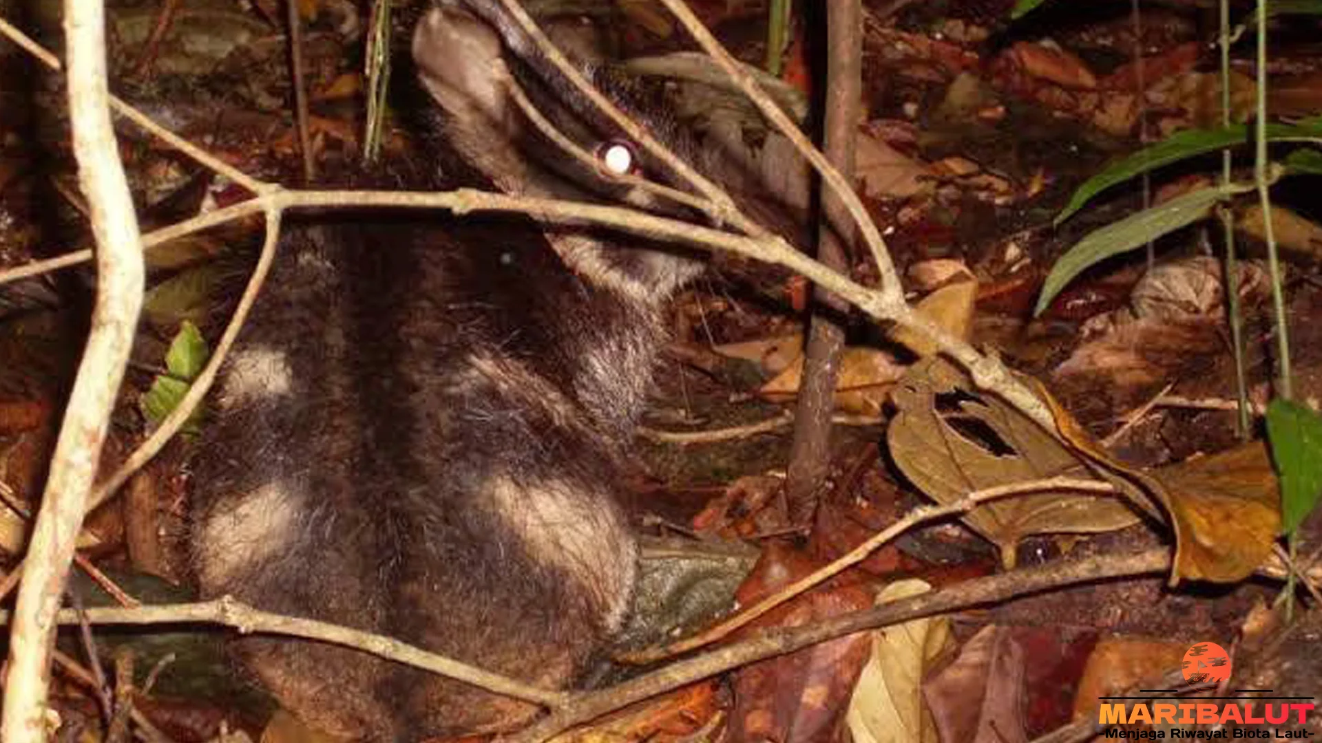 Kelinci Belang Annam & 5 Temuan Langka yang Bikin Lo Melongo