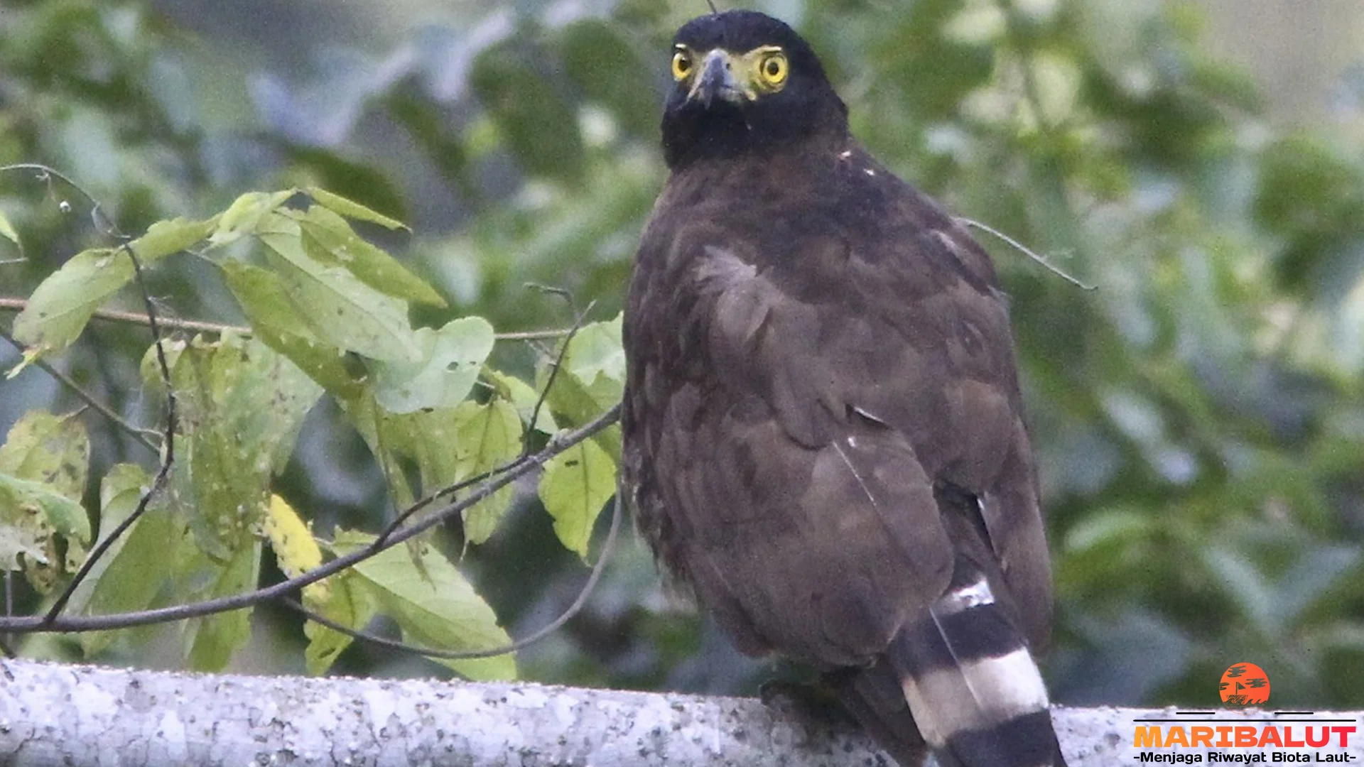 Spilornis Punya Pesona Misterius: 5 Hal Menarik dari Habitat Aslinya