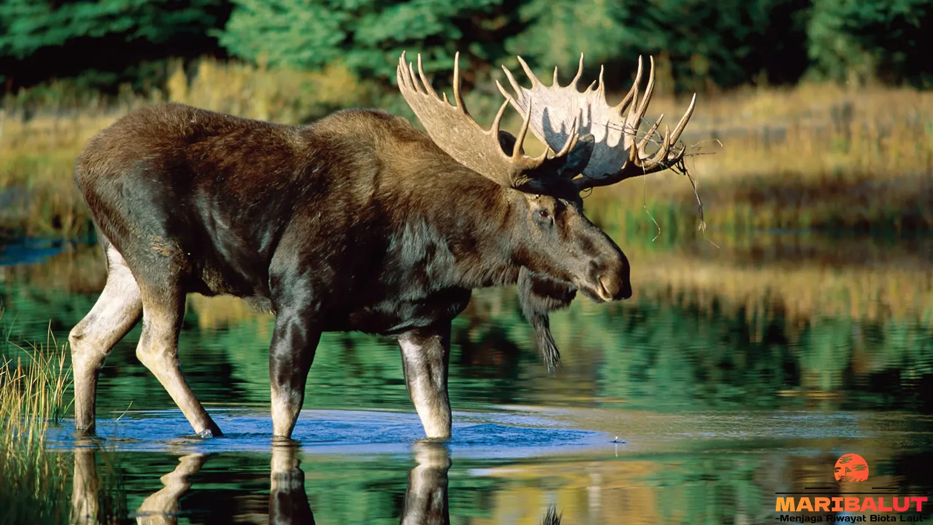 Mengenal Alces Alces: 5 Hal Tentang Rusa Kutub yang Wajib Kamu Tahu 2 Mengenal Alces Alces: 5 Hal Tentang Rusa Kutub yang Wajib Kamu Tahu