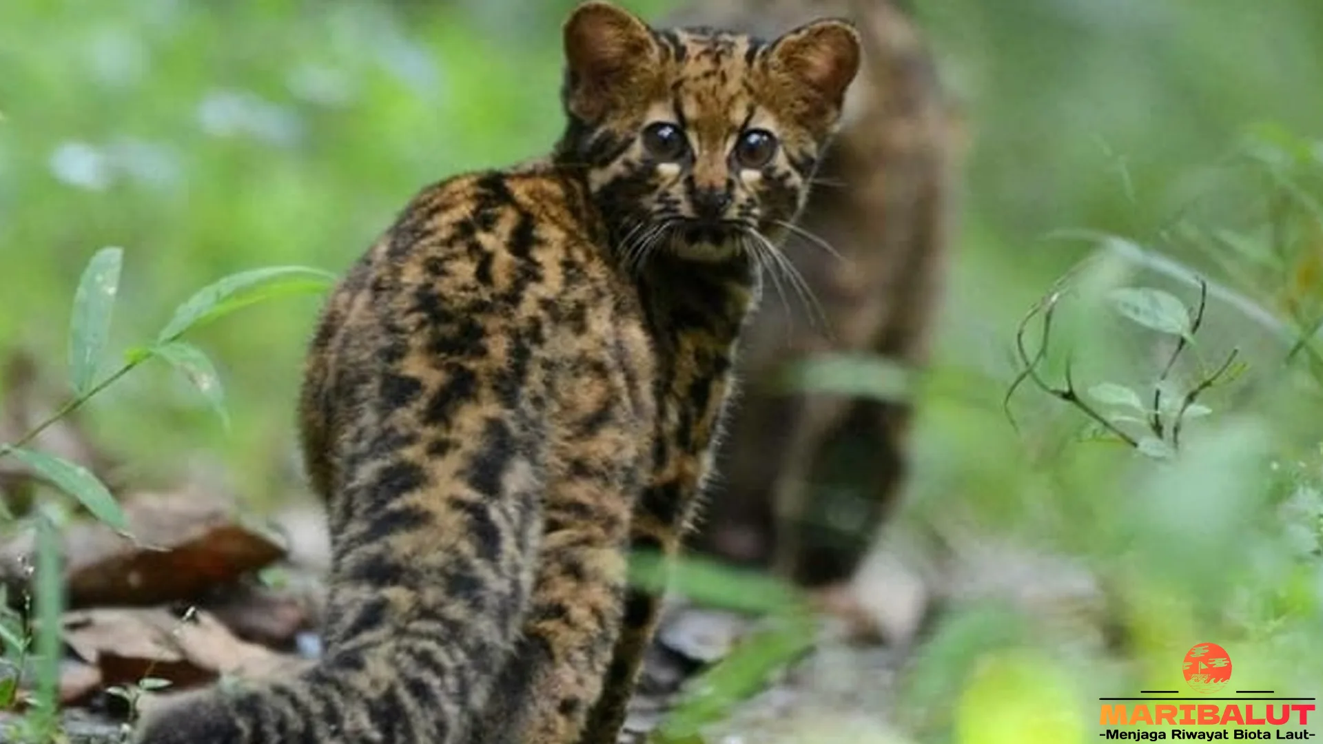 5 Alasan Mengapa Kucing Batu Menjadi Ikon Satwa Langka 2 5 Alasan Mengapa Kucing Batu Menjadi Ikon Satwa Langka